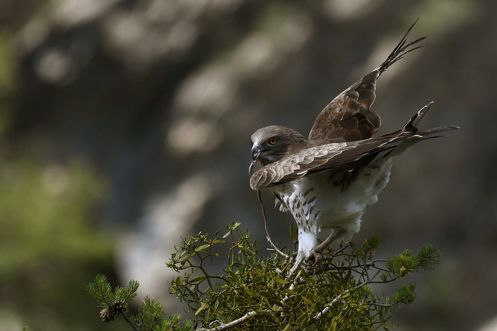 L'Aquila dei serpenti