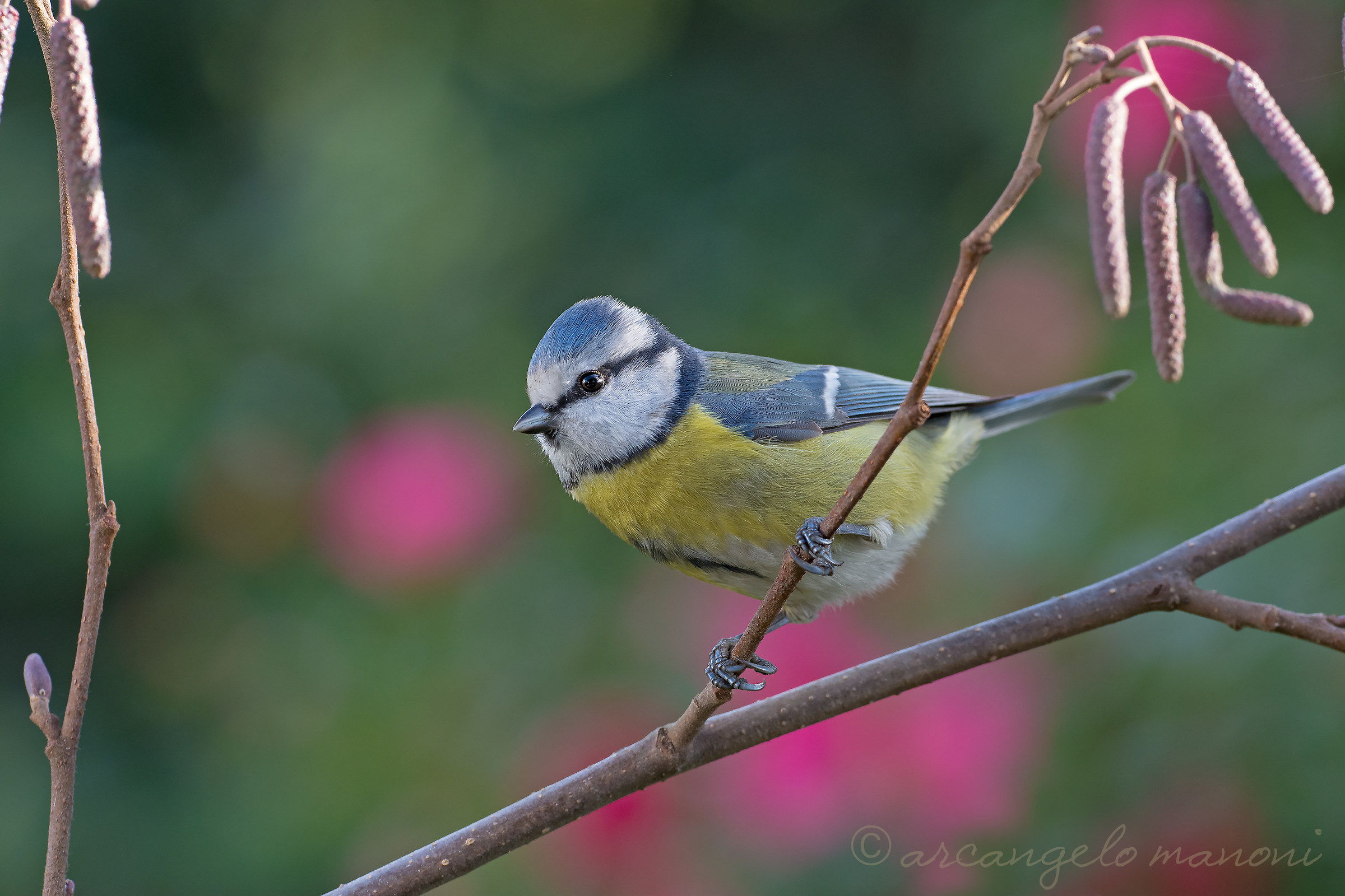 Blue tit on the alder