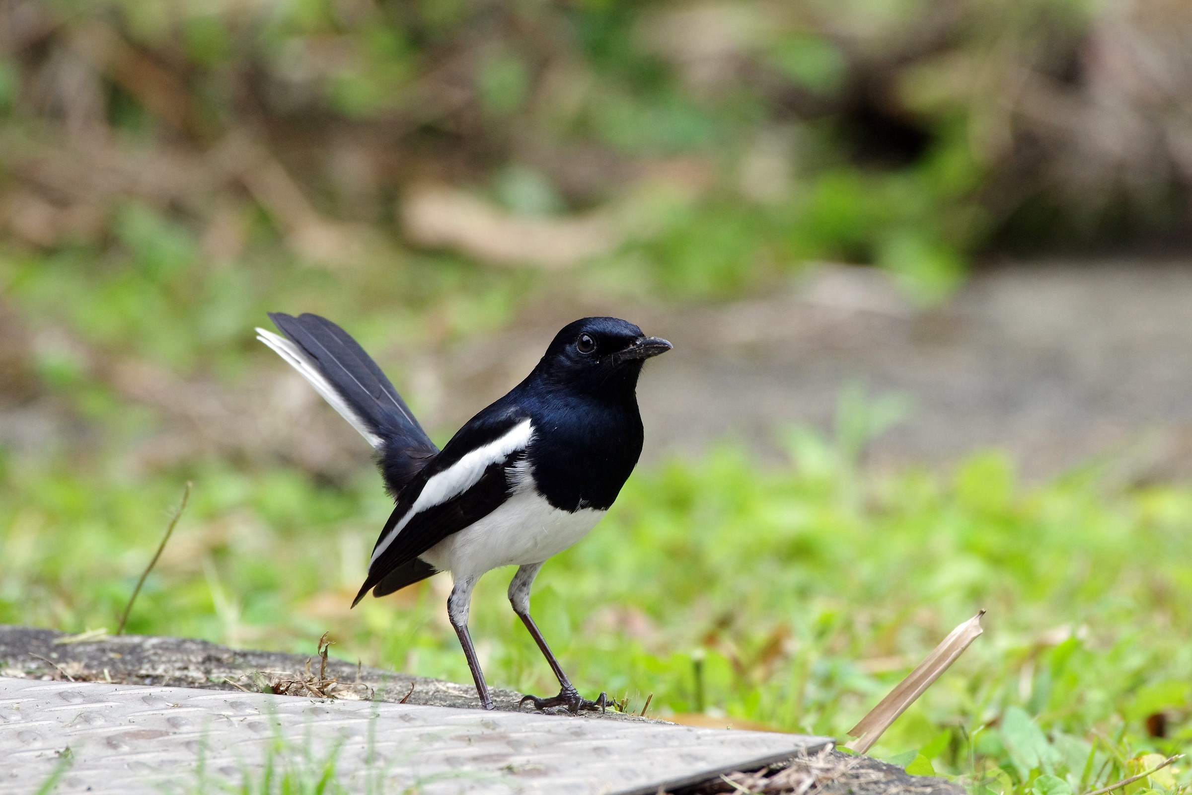Oriental Magpie-Robin