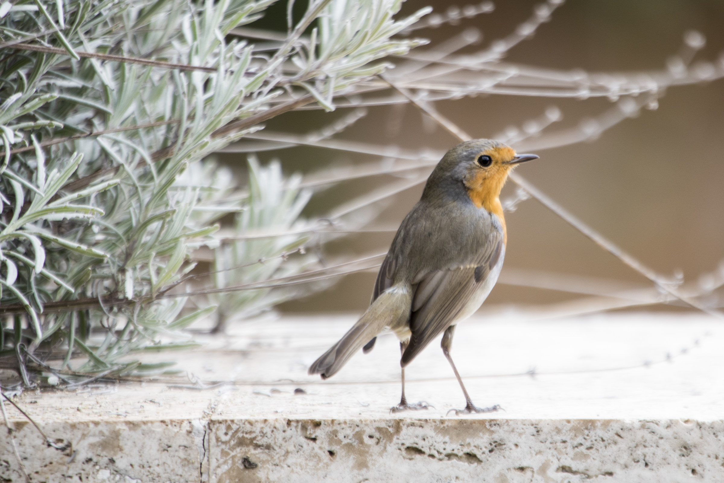 Pettirosso casalingo