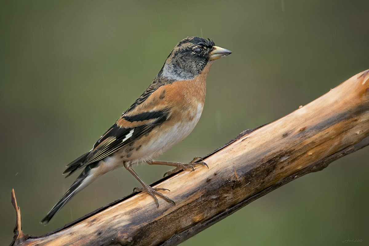 Brambling