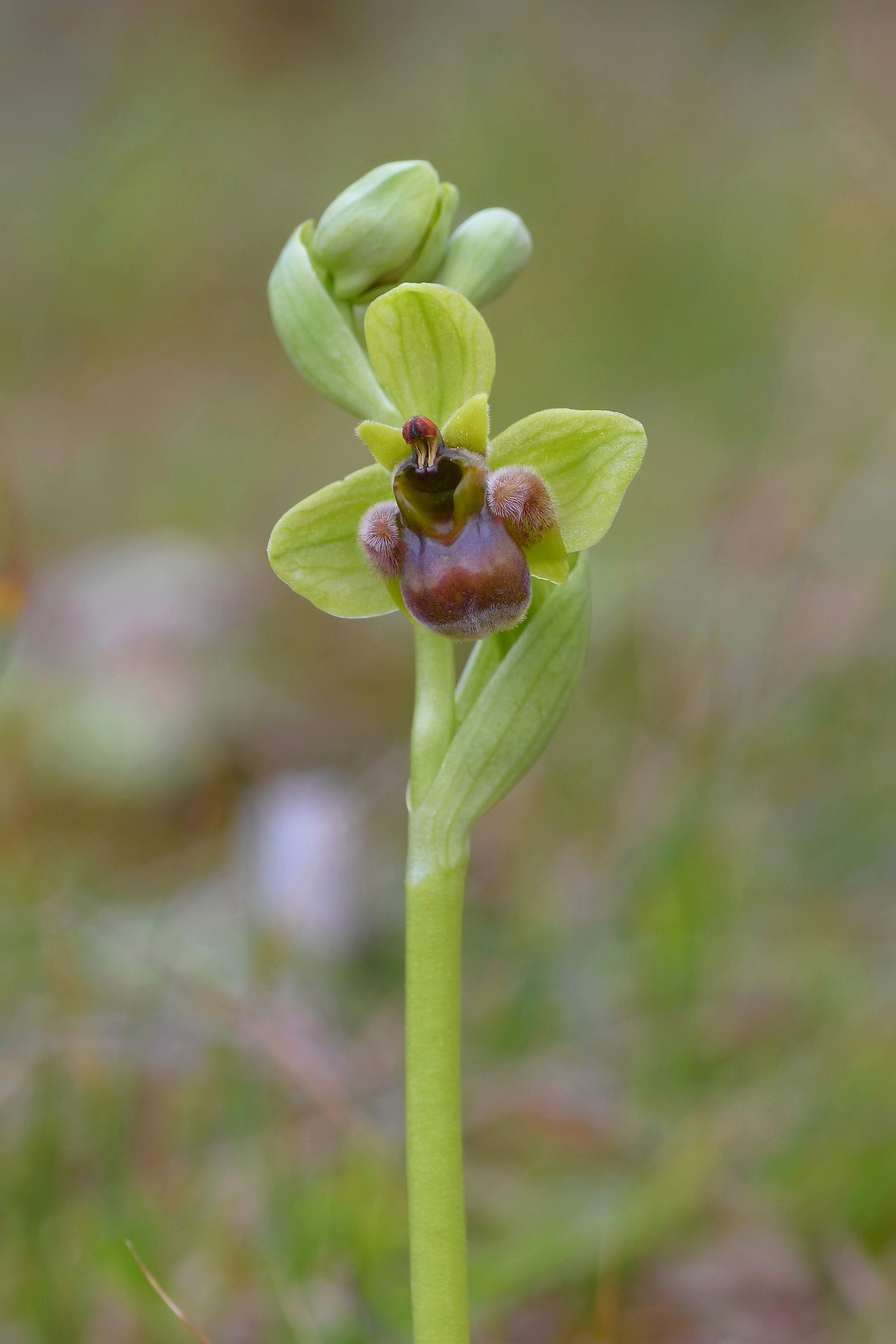 Ophrys bombyliflora
