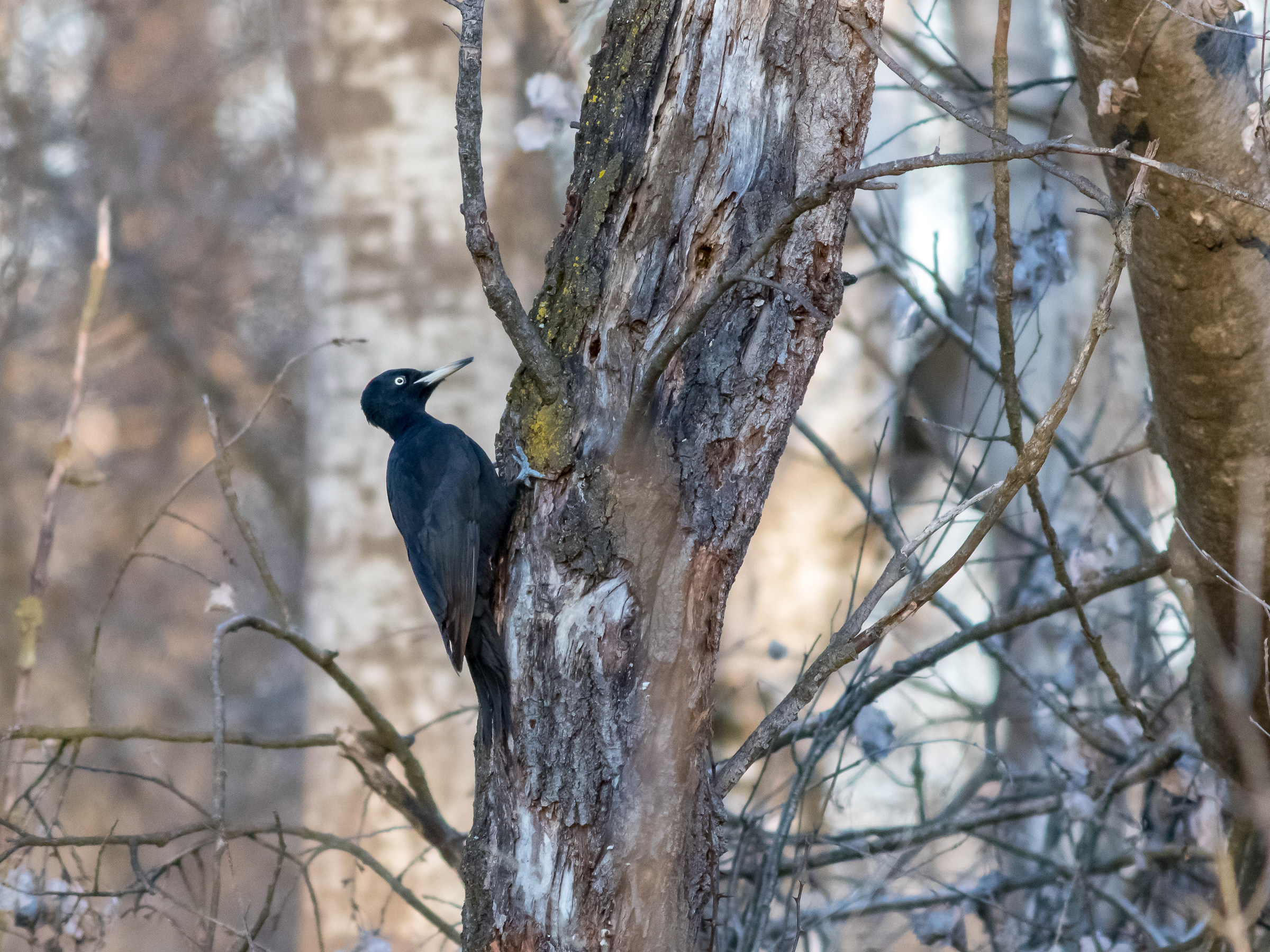 Picchio nero femmina