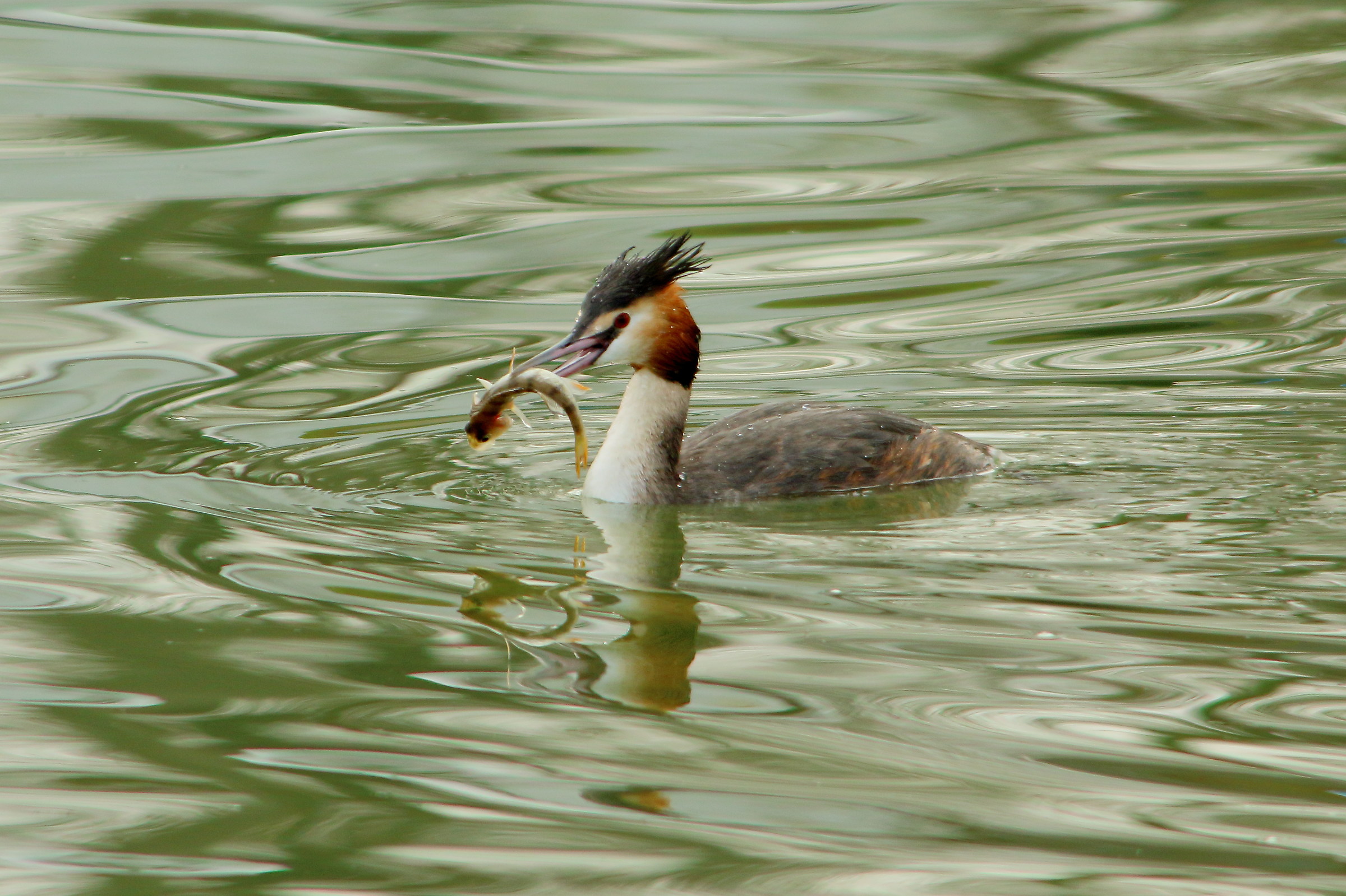 Great Crested Grebe