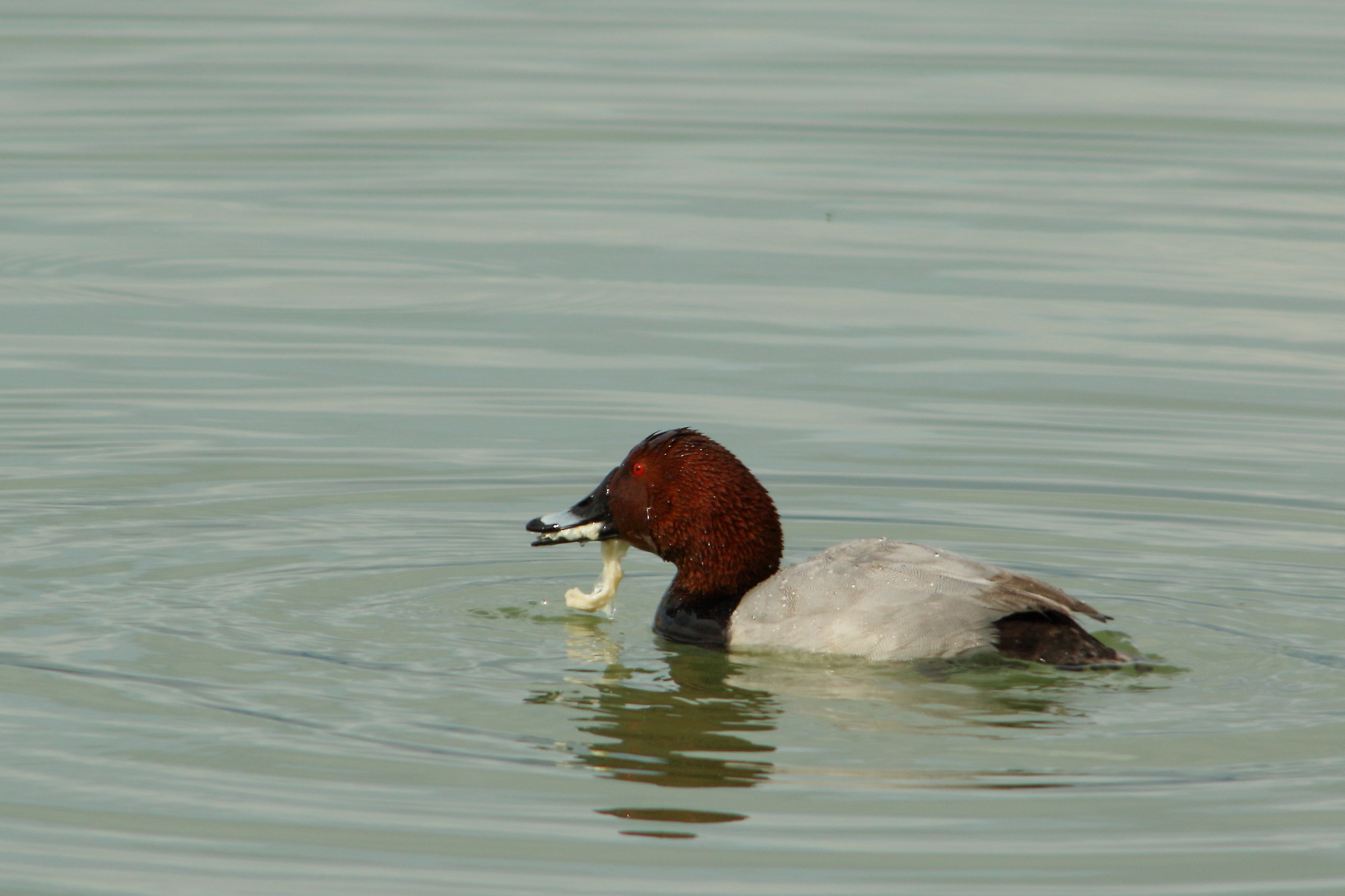 Pochard
