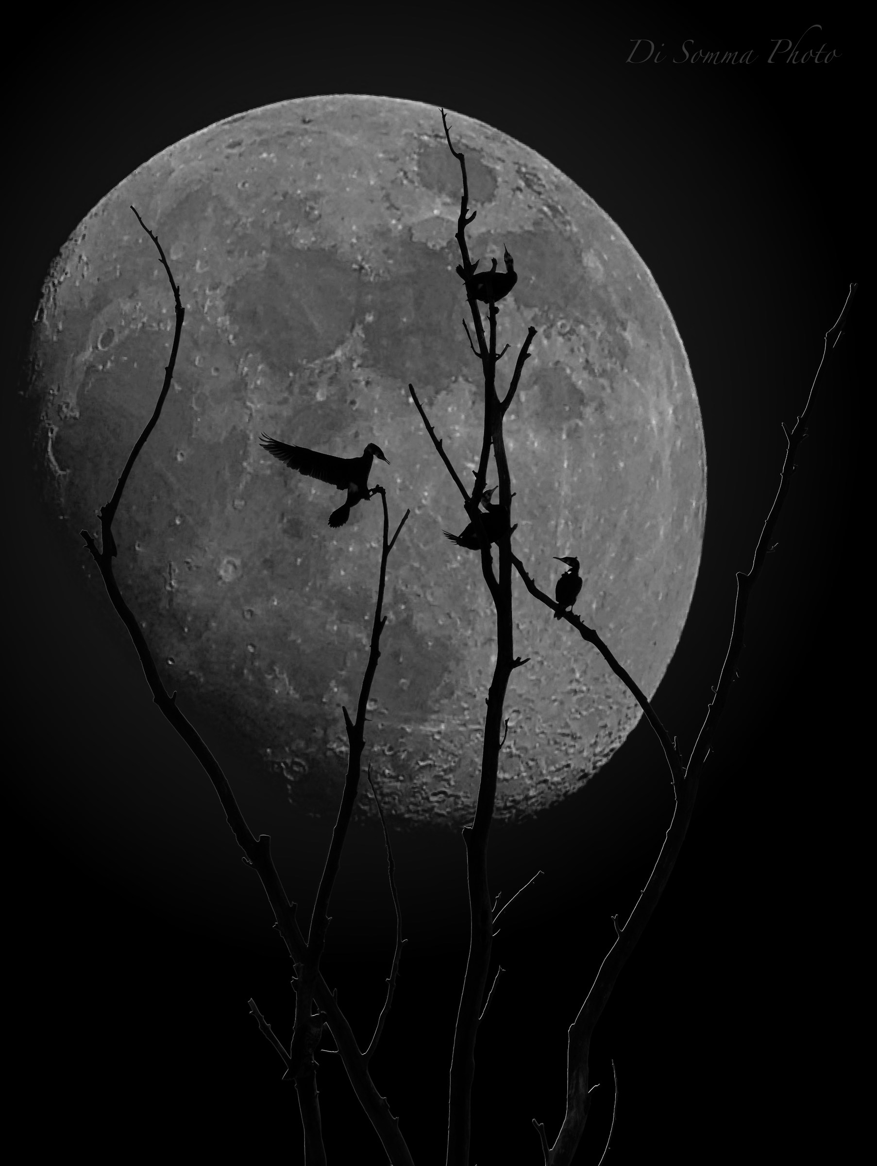 Cormorants in against Moon
