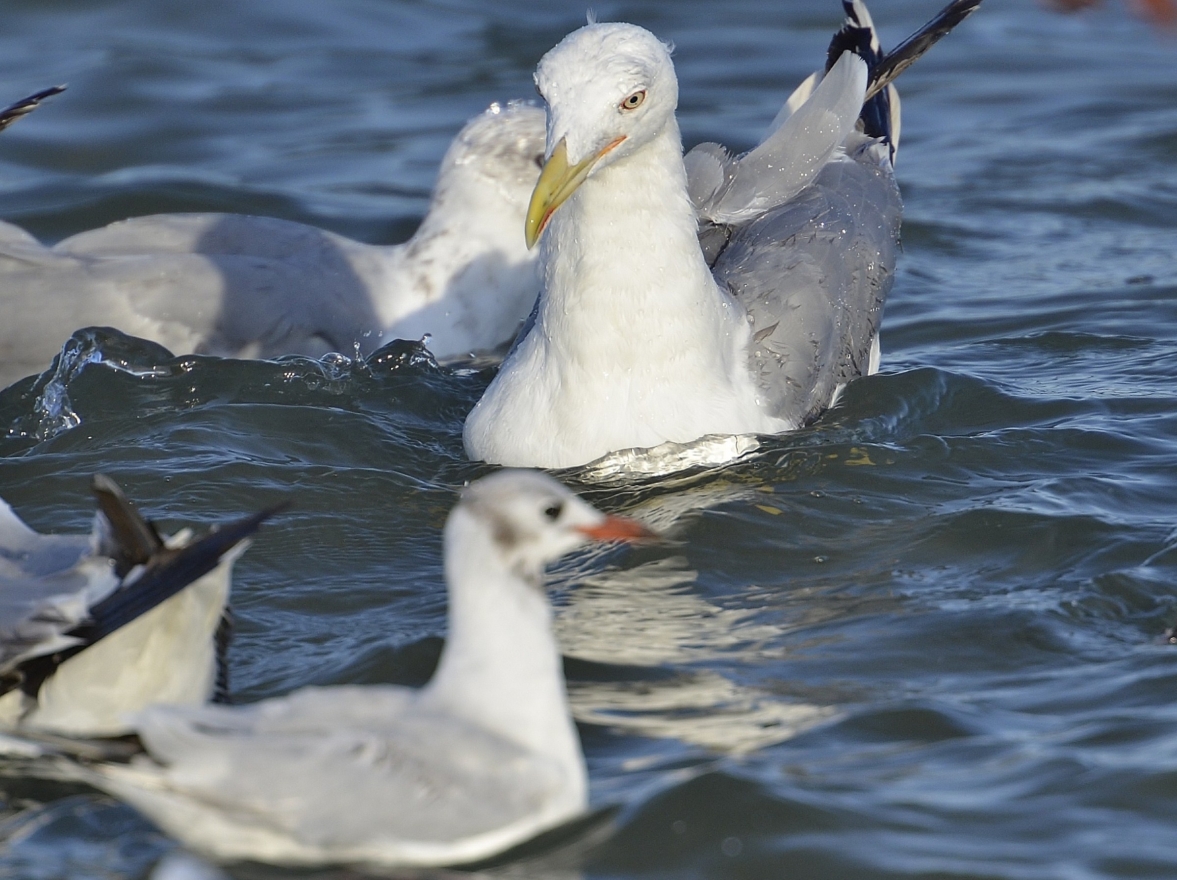 seagulls dinner