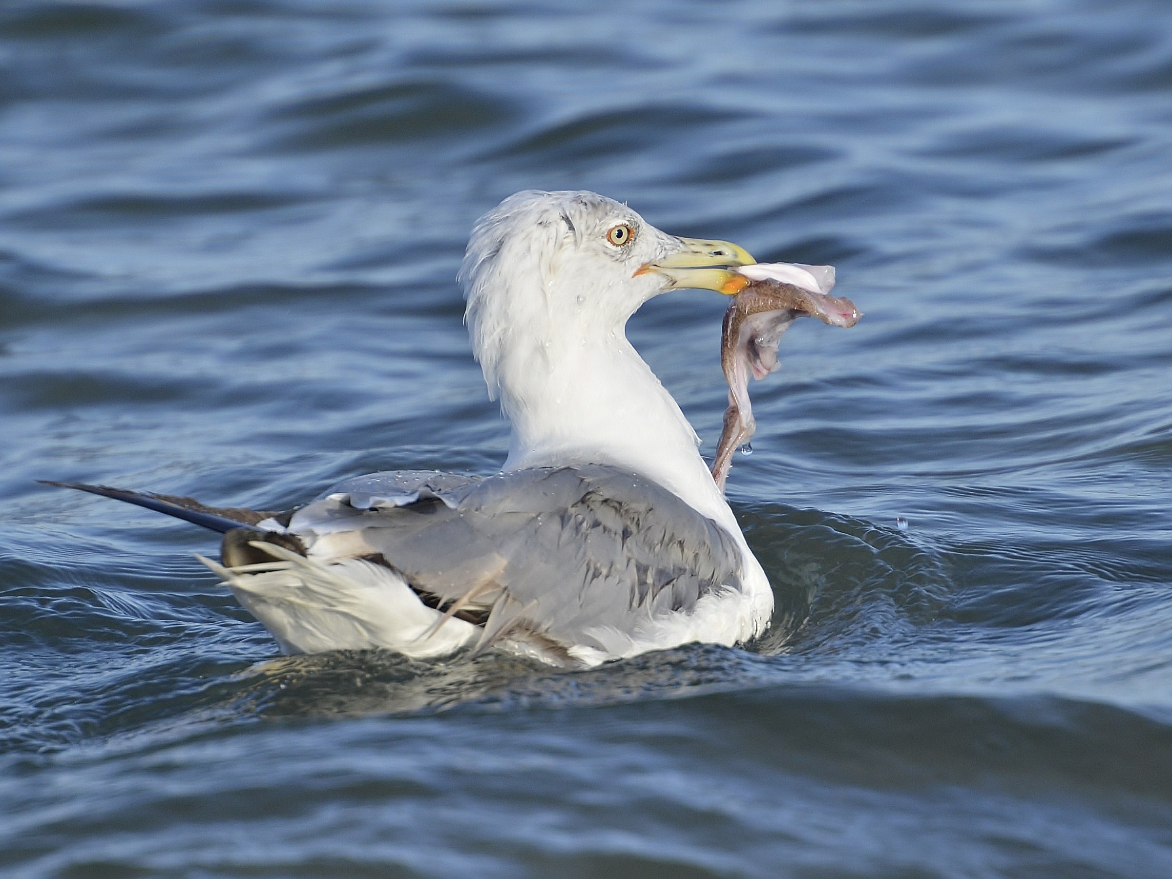 seagulls dinner