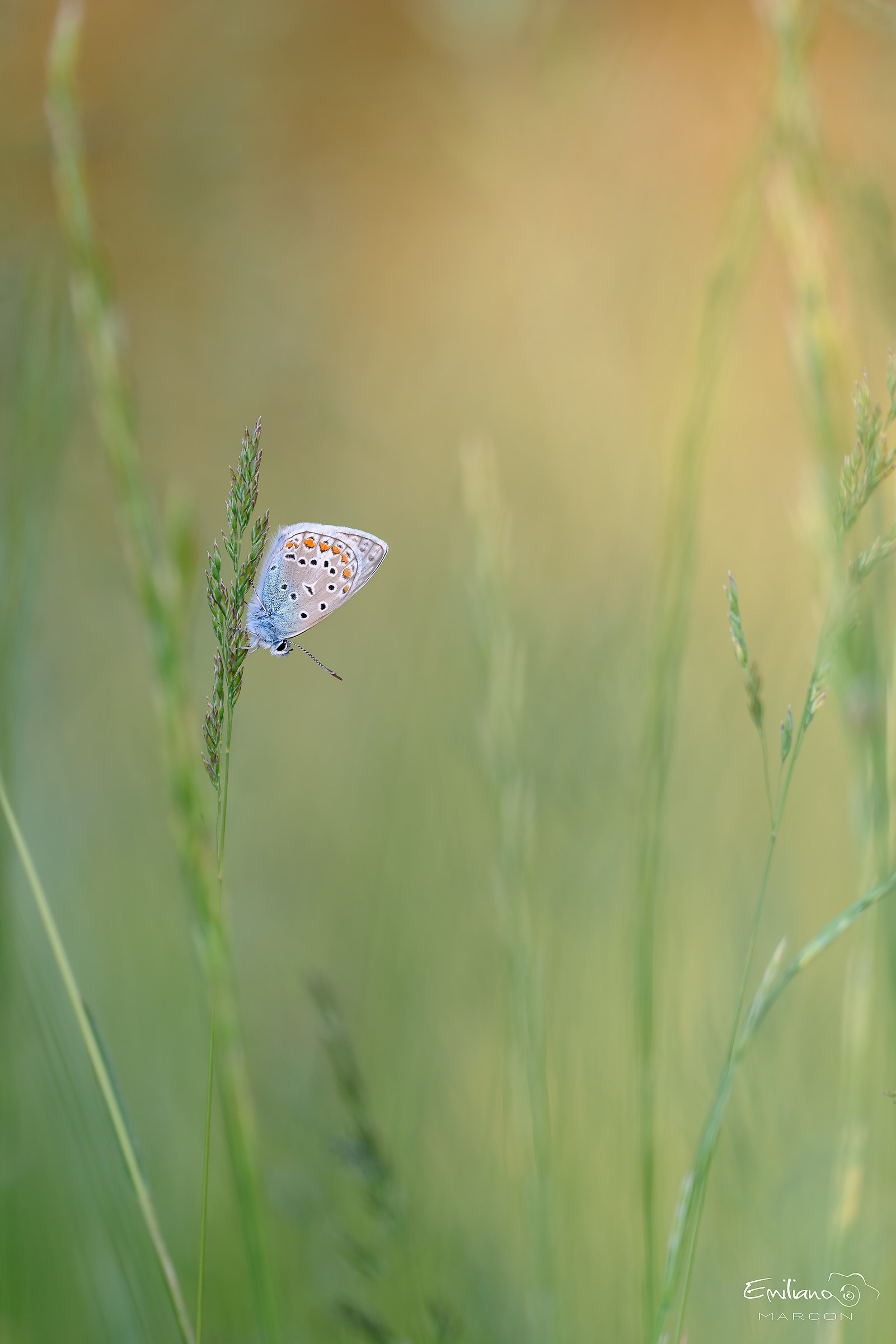 Aspettando la primavera