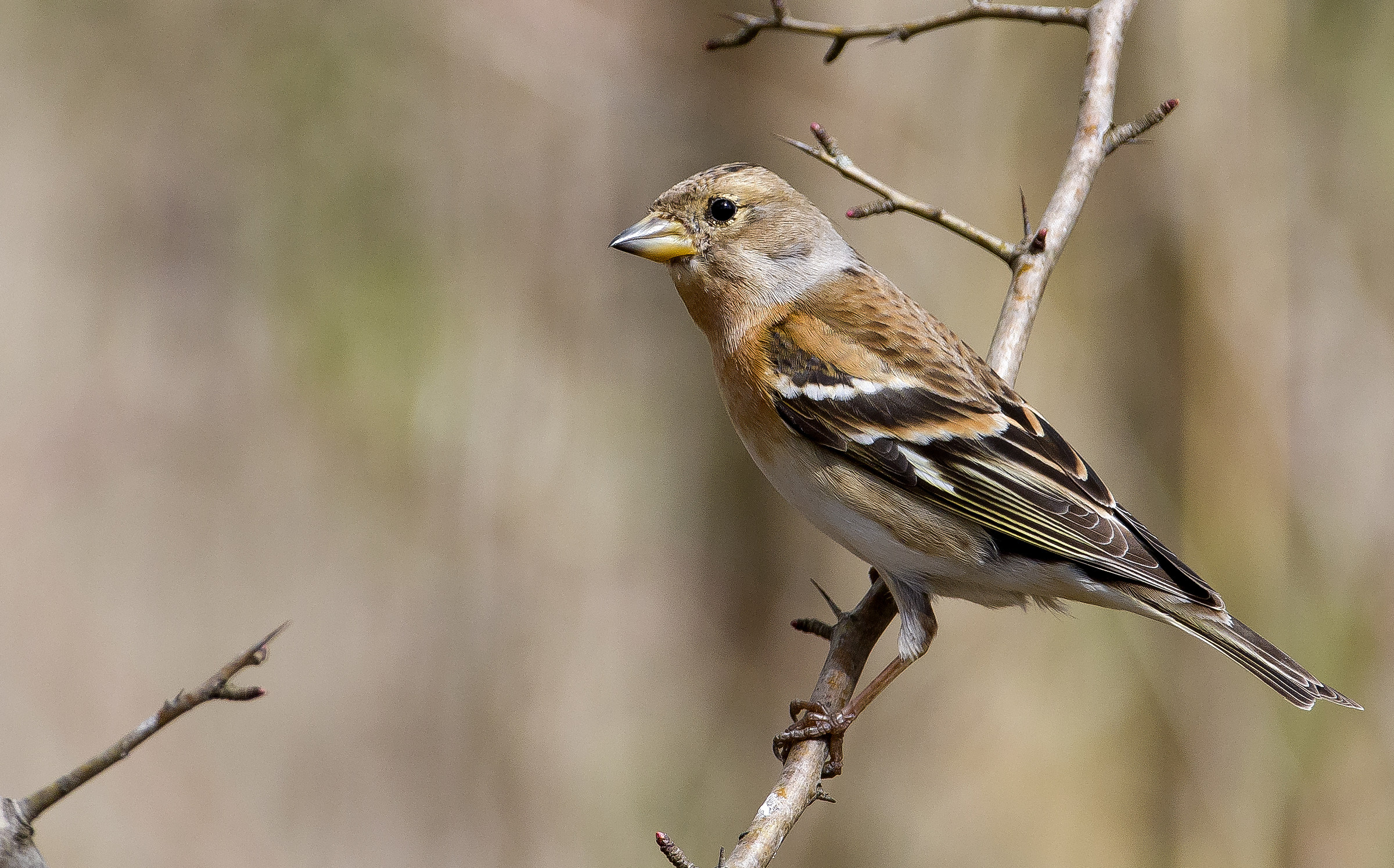 Brambling