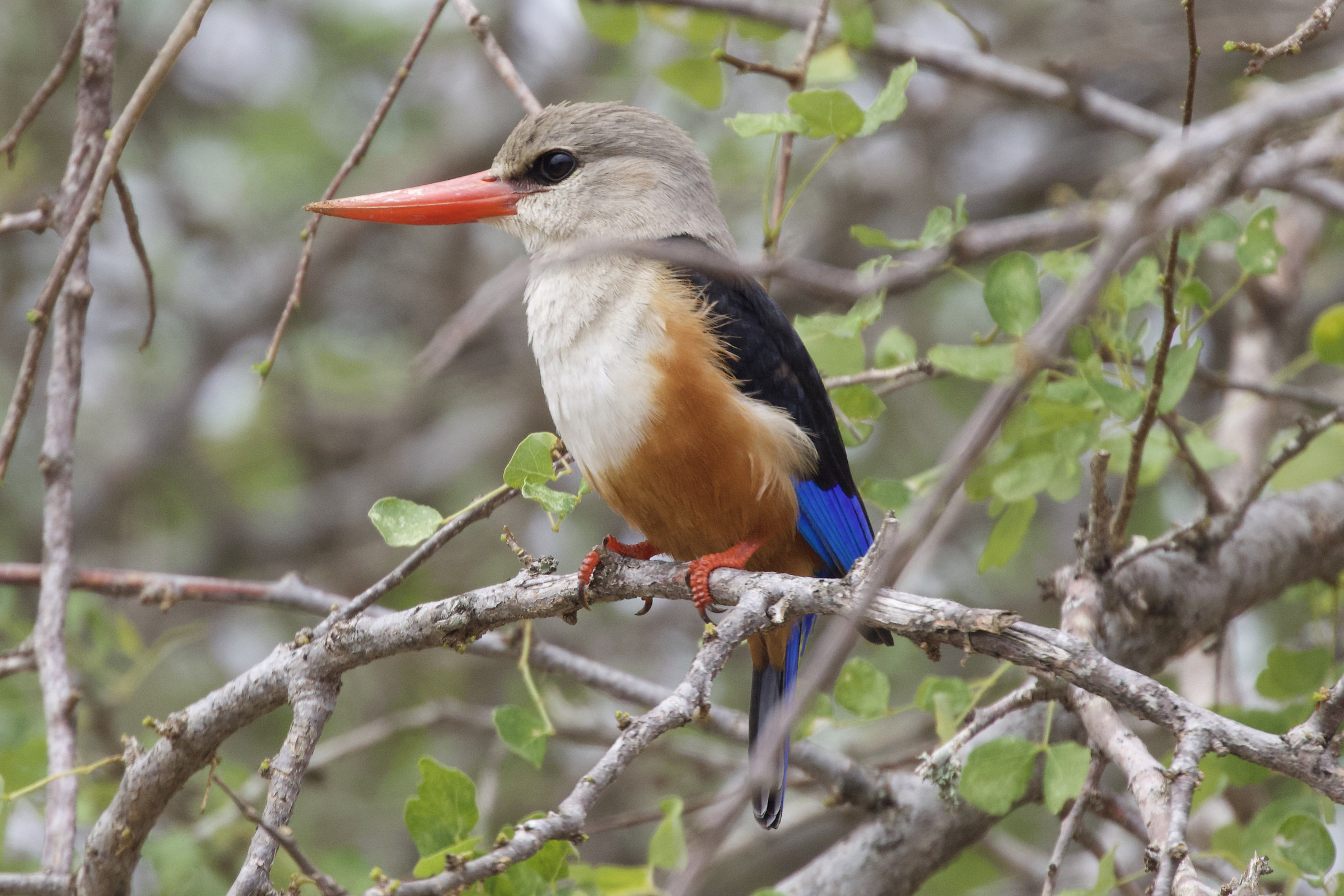 kingfisher with gray head