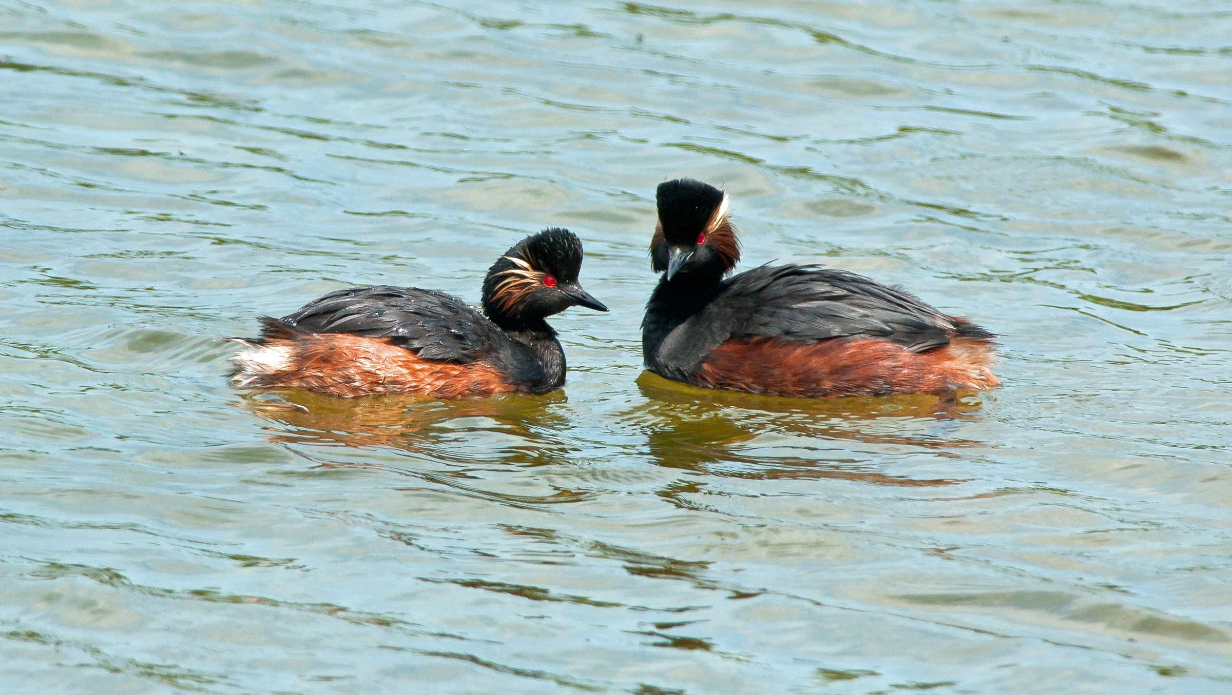 Svasso dal collo nero