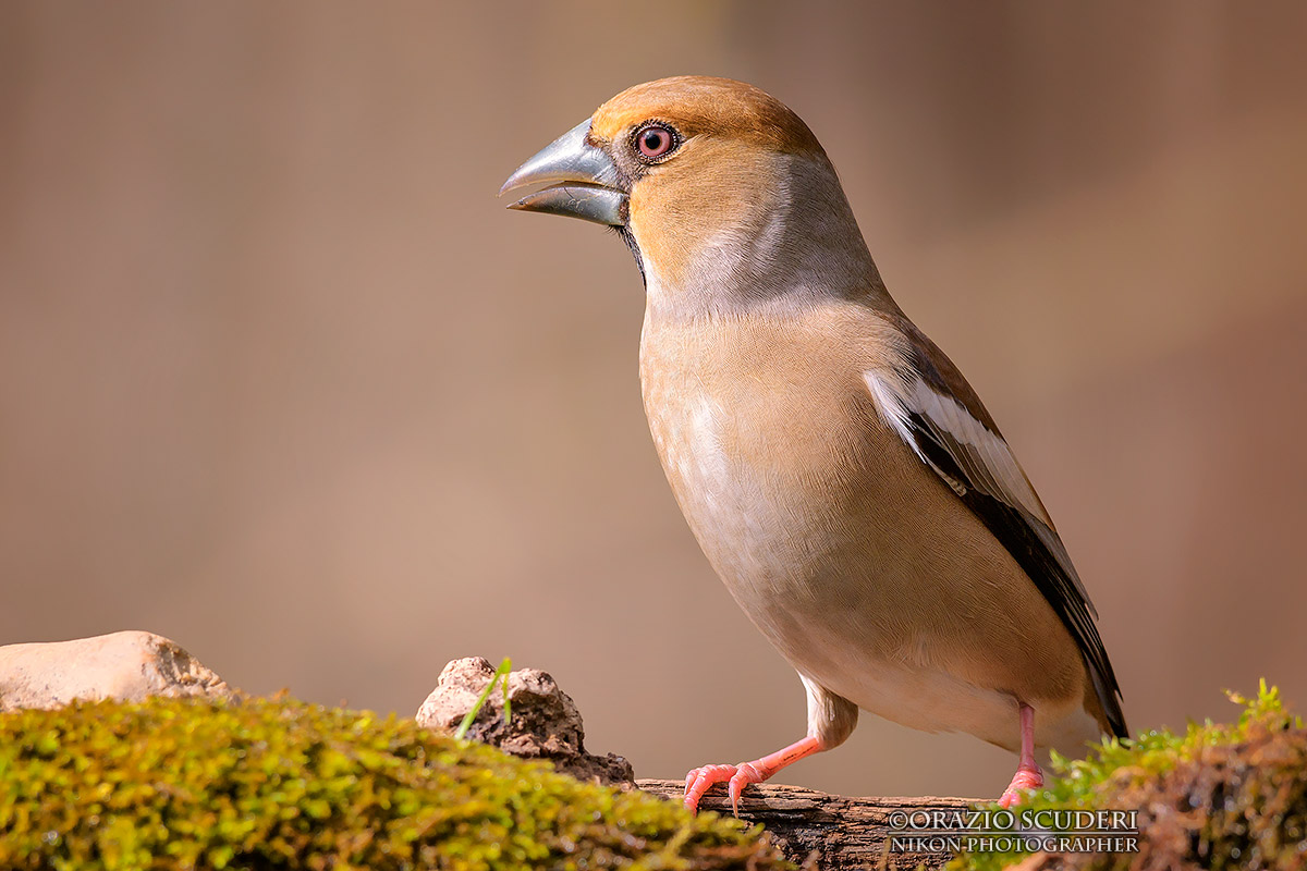 Coccothraustes coccothraustes