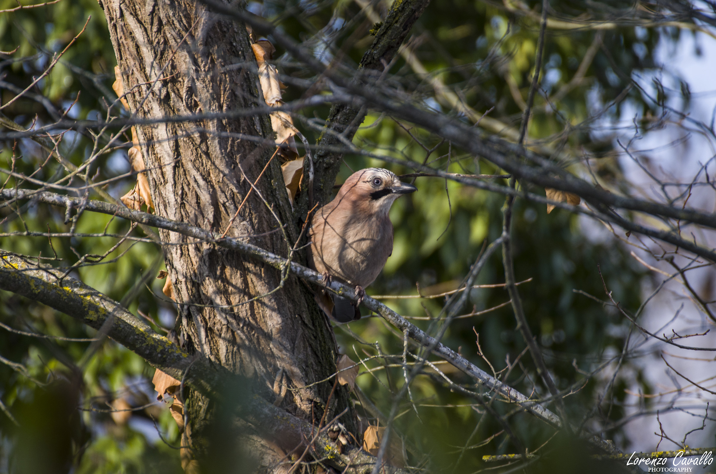 Jay [Garrulus glandarius (Linnaeus, 1758)]
