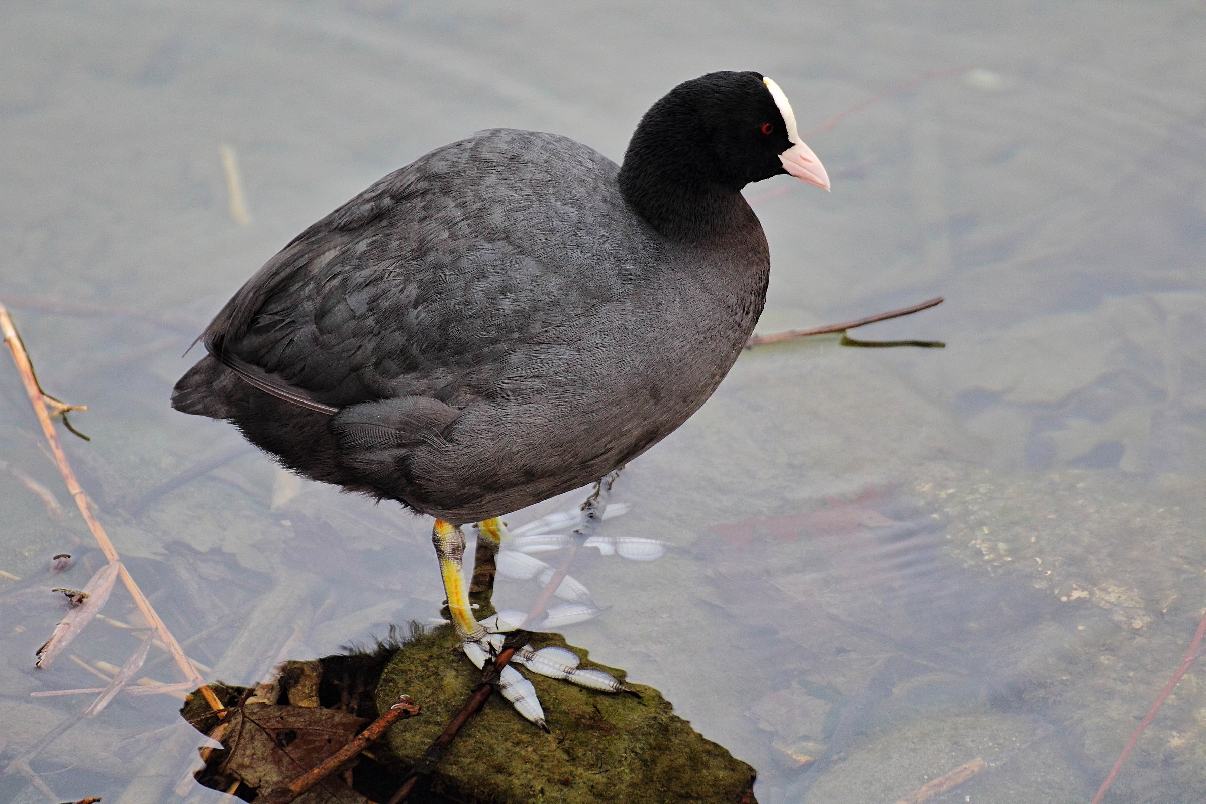 Coot