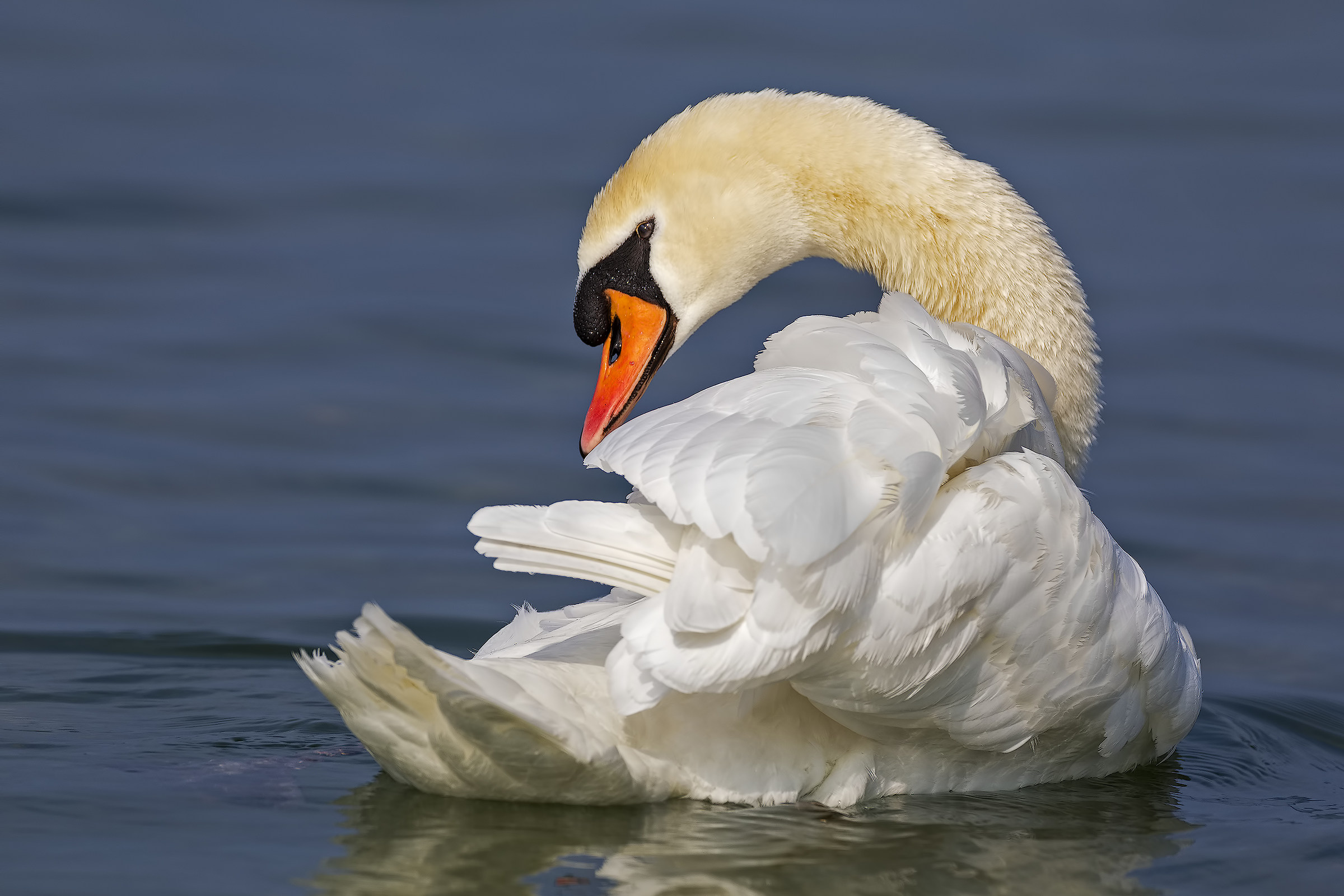 La bellezza del cigno