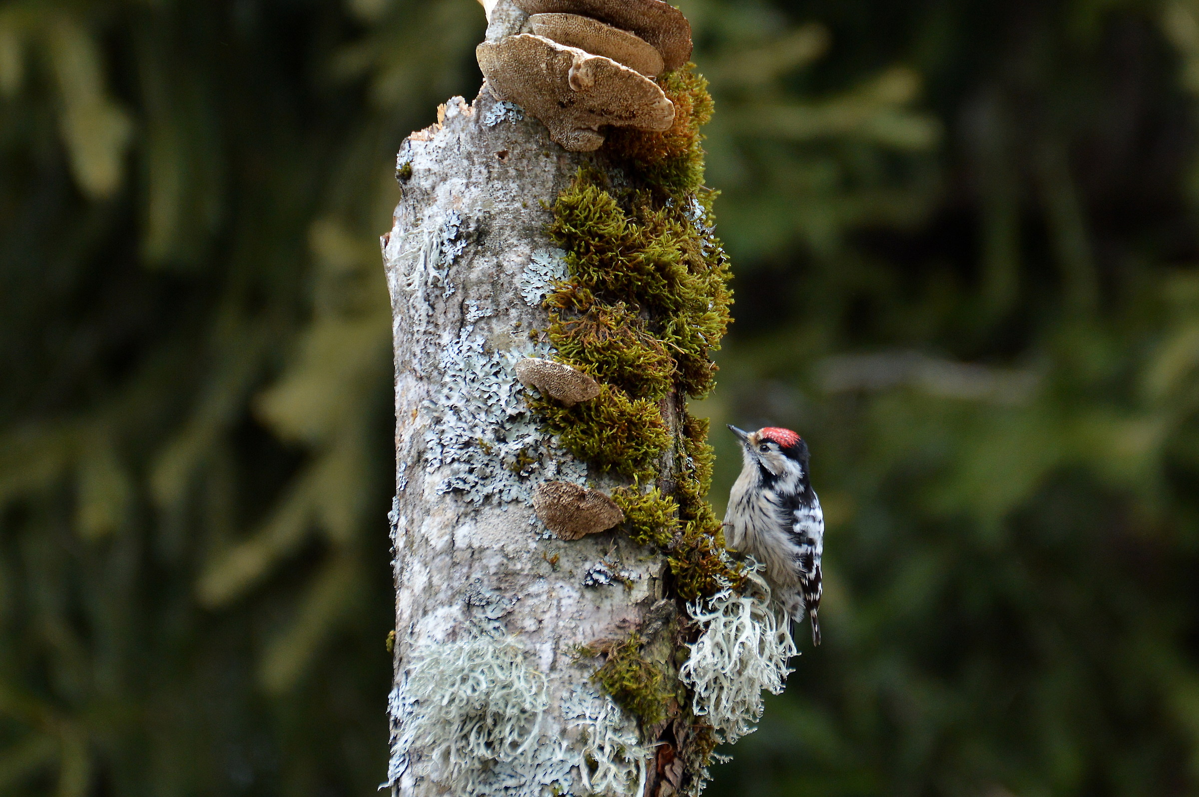 picchio rosso minore 2018