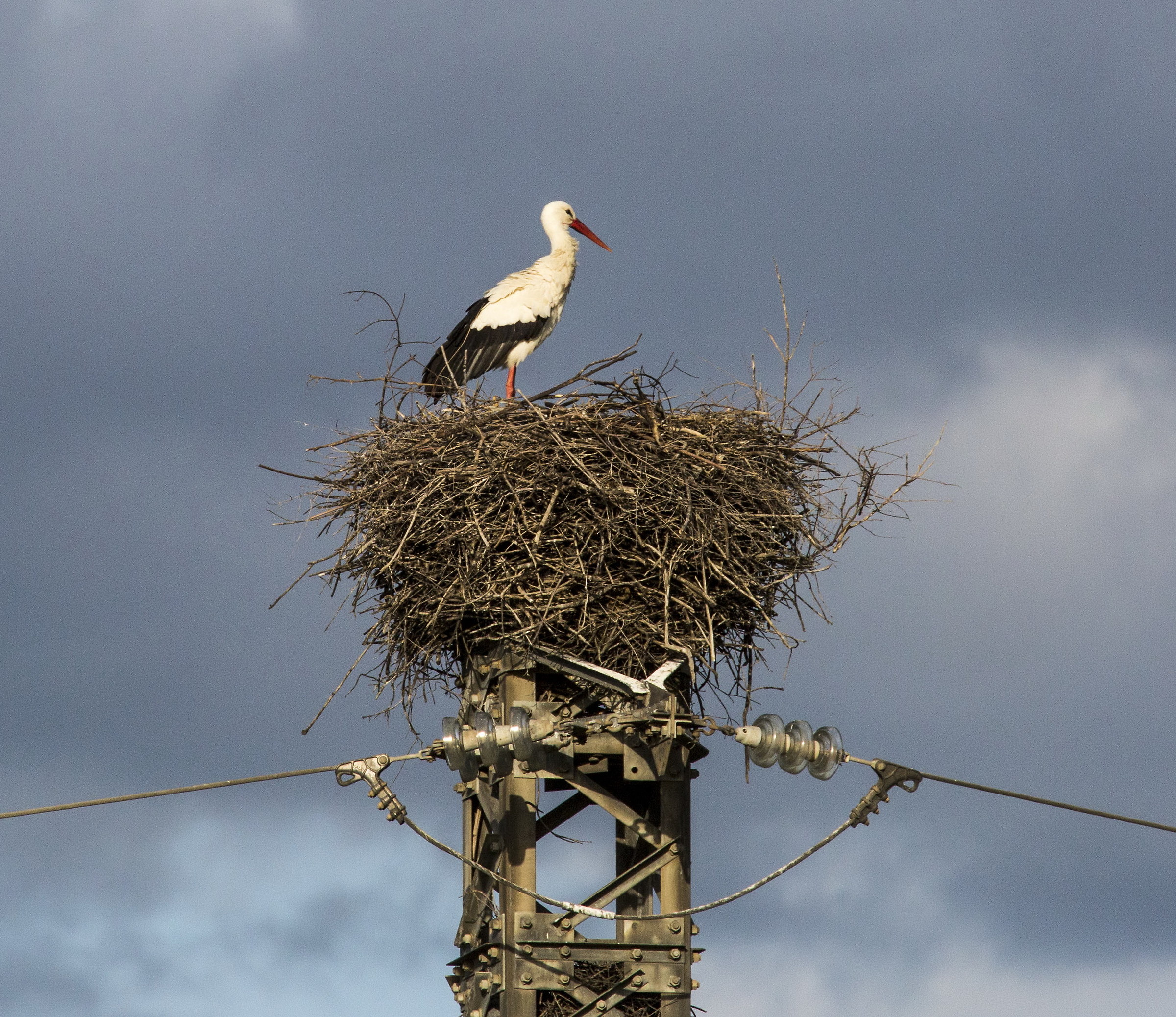 Stork