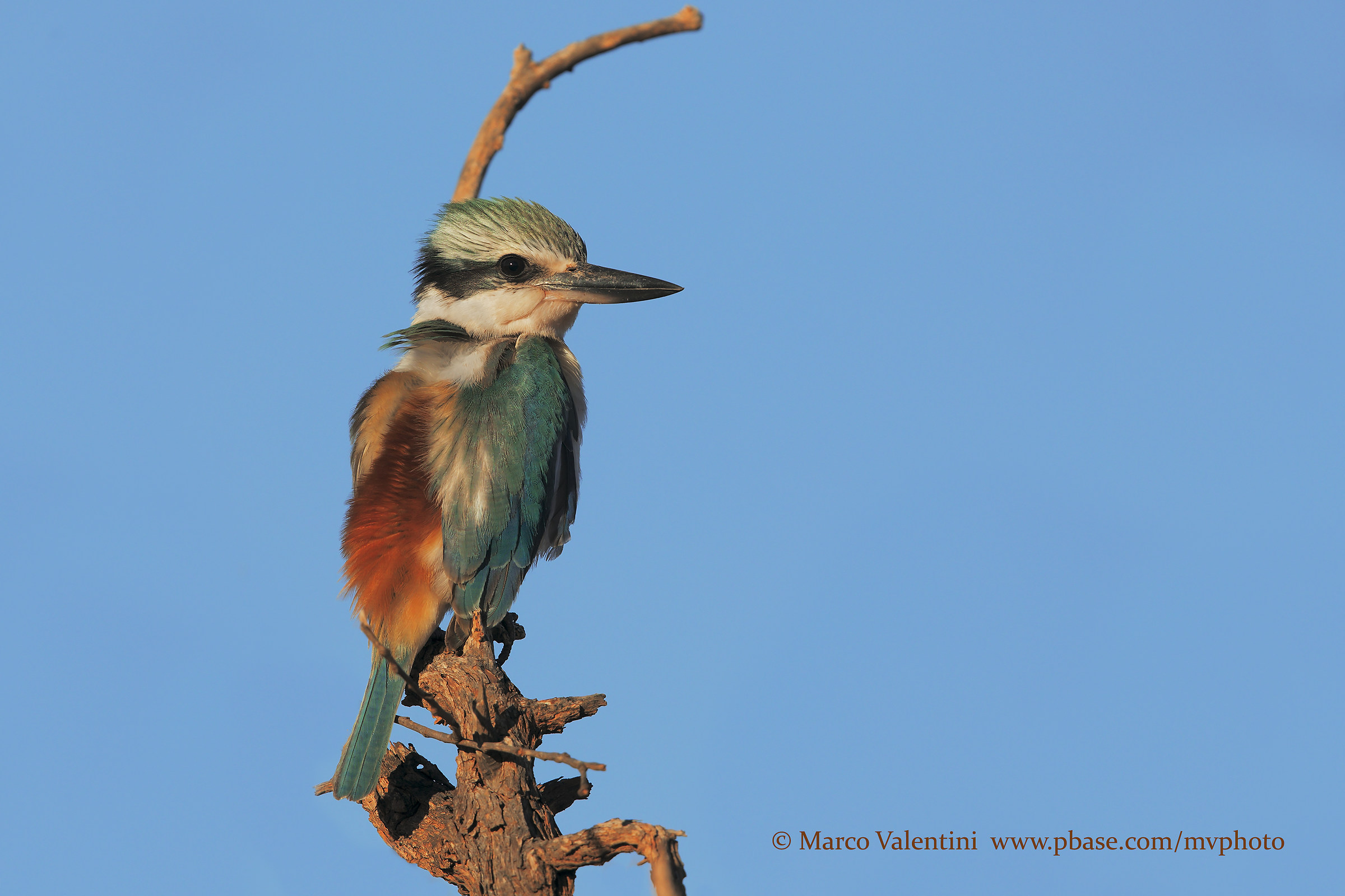 Dorsodossio kingfisher