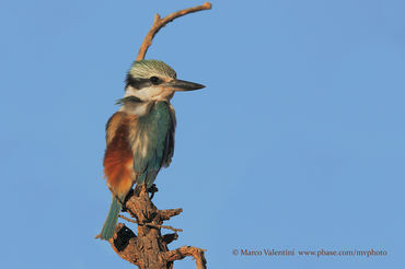 Todiramphus pyrrhopygius