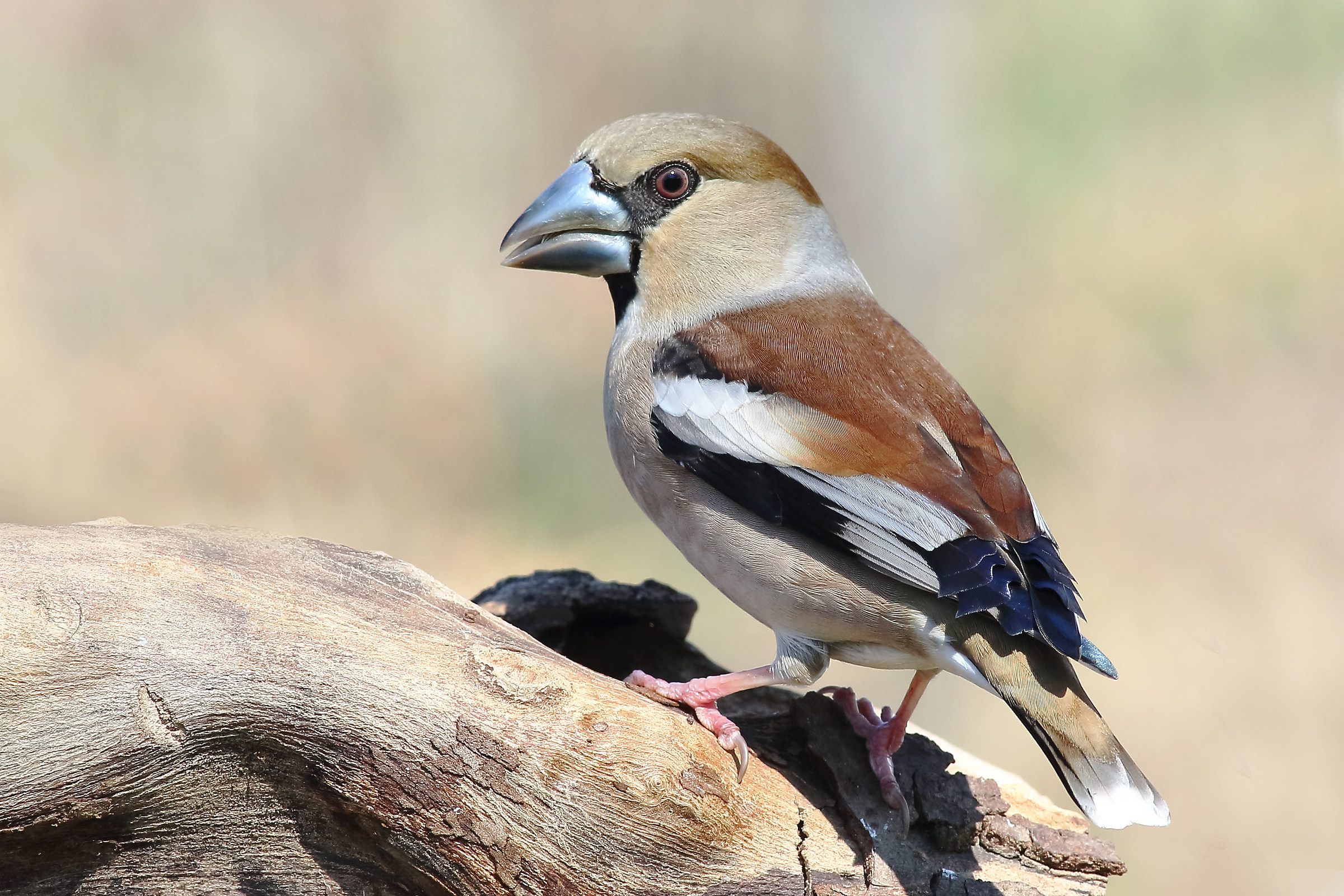 Frosone dal becco azzurro