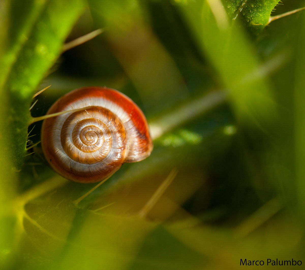 Immersed in the green