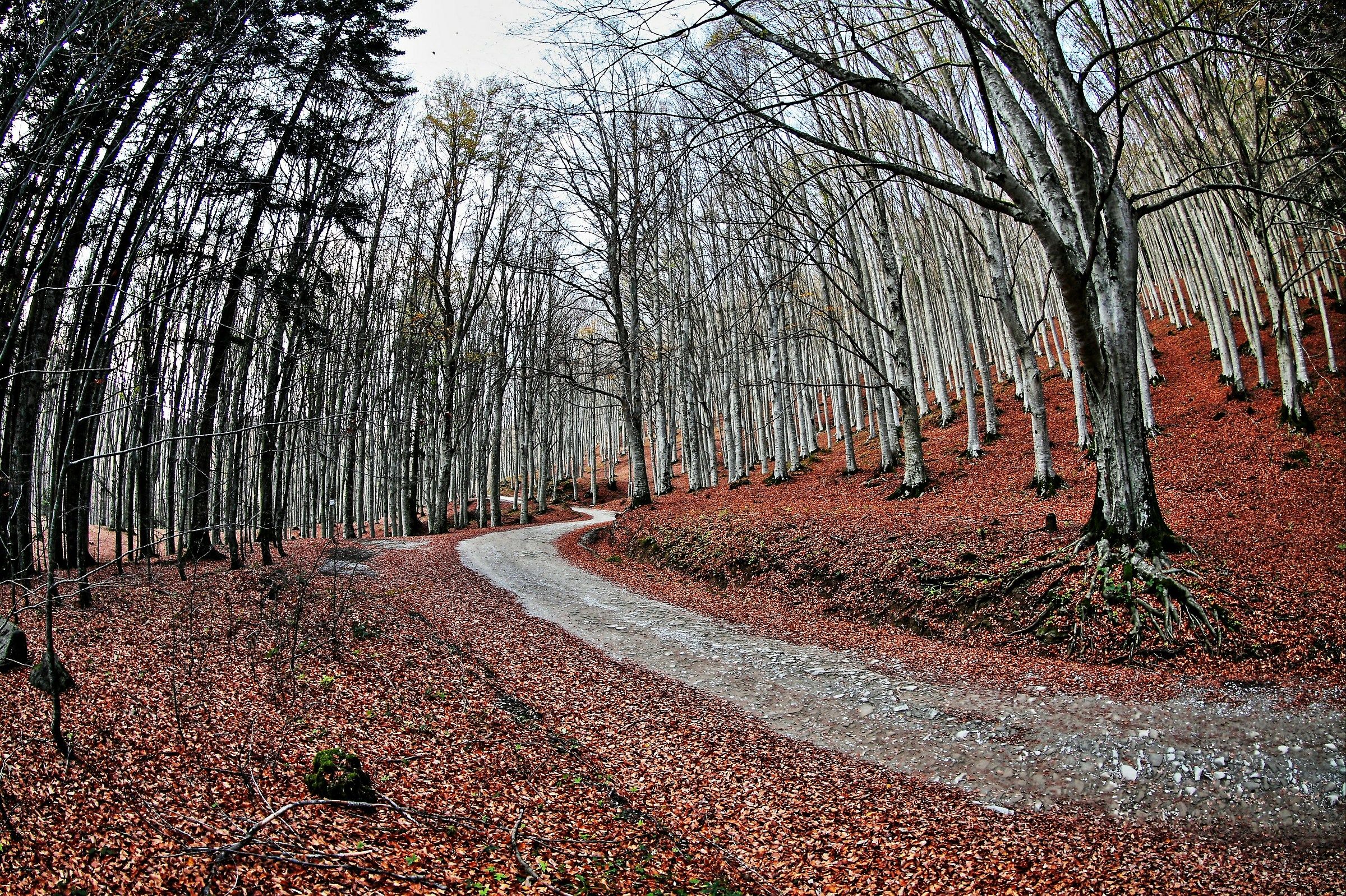 10 100 thousand bare beech trees