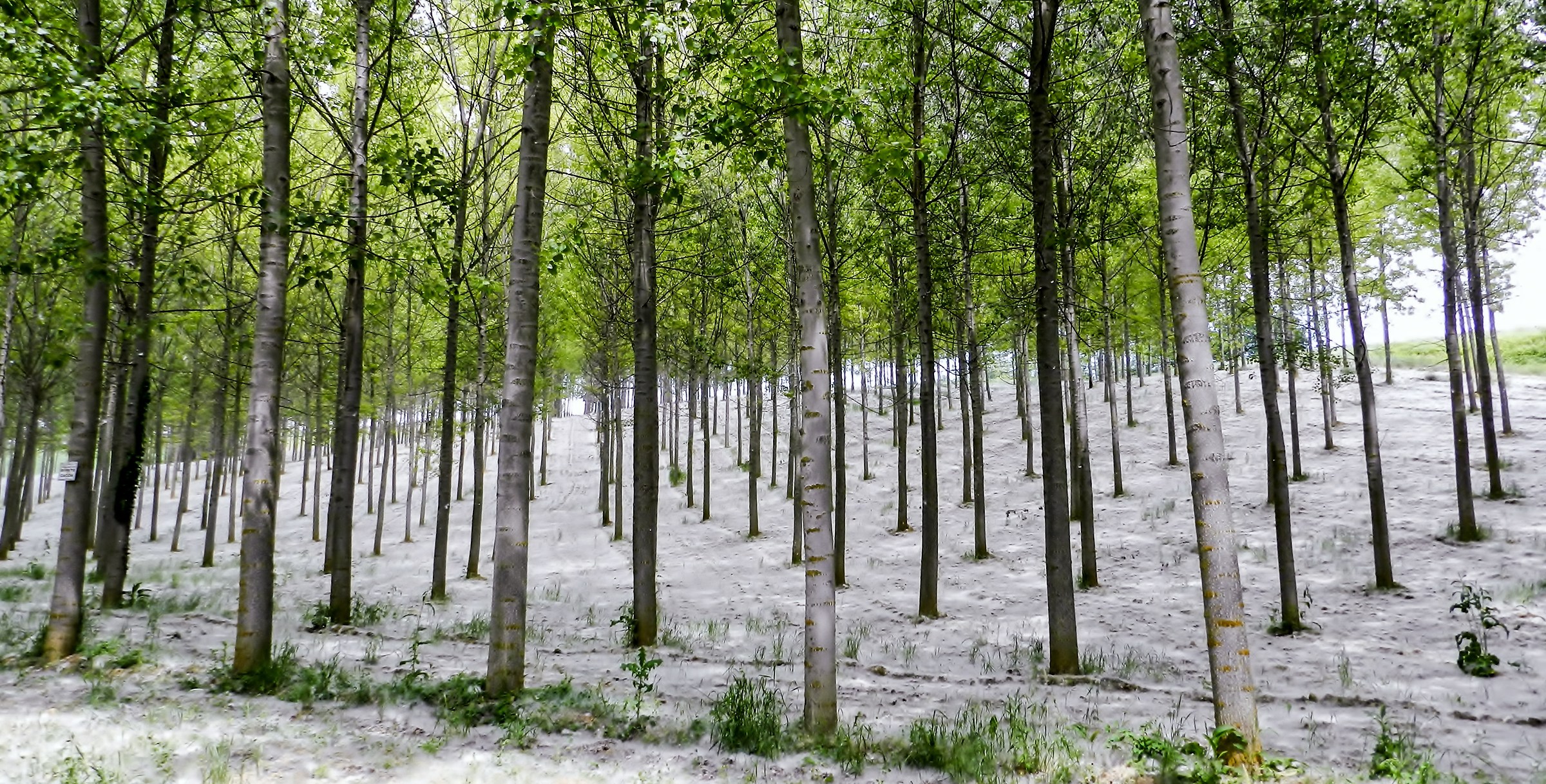 Il Monferrato e i suoi pioppeti