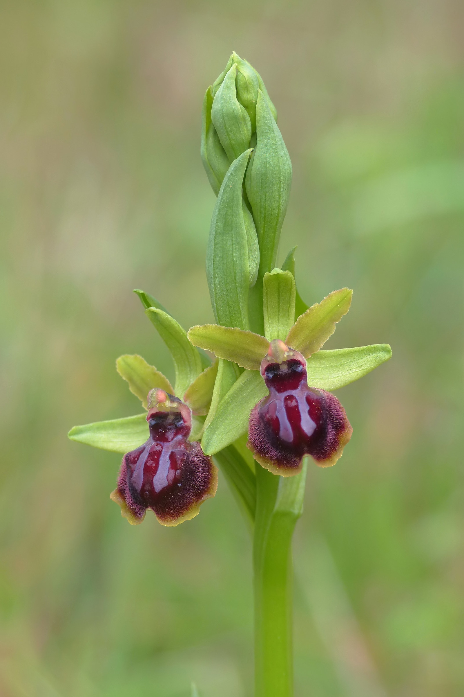 Ophrys garganica