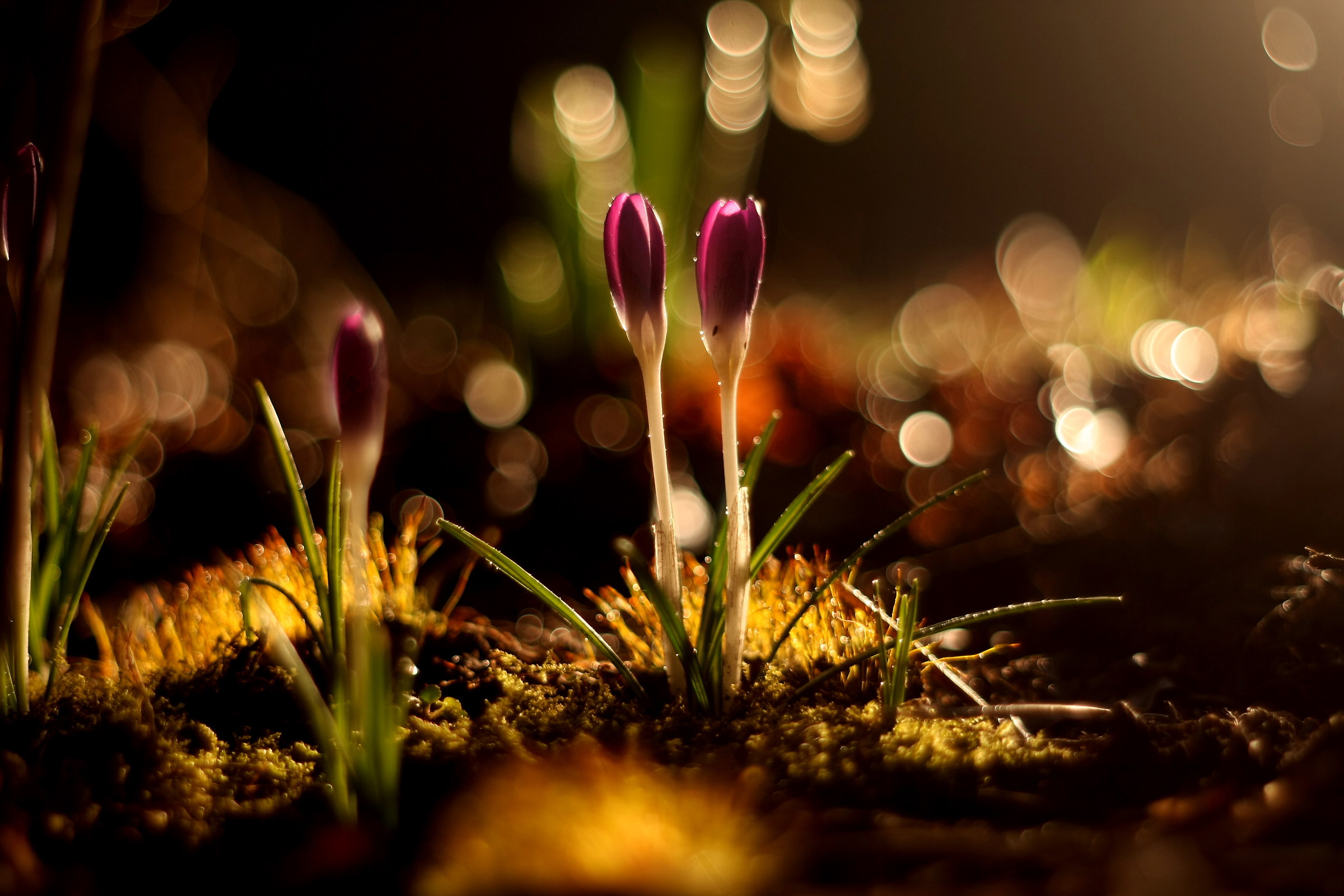 Crocus With Lights