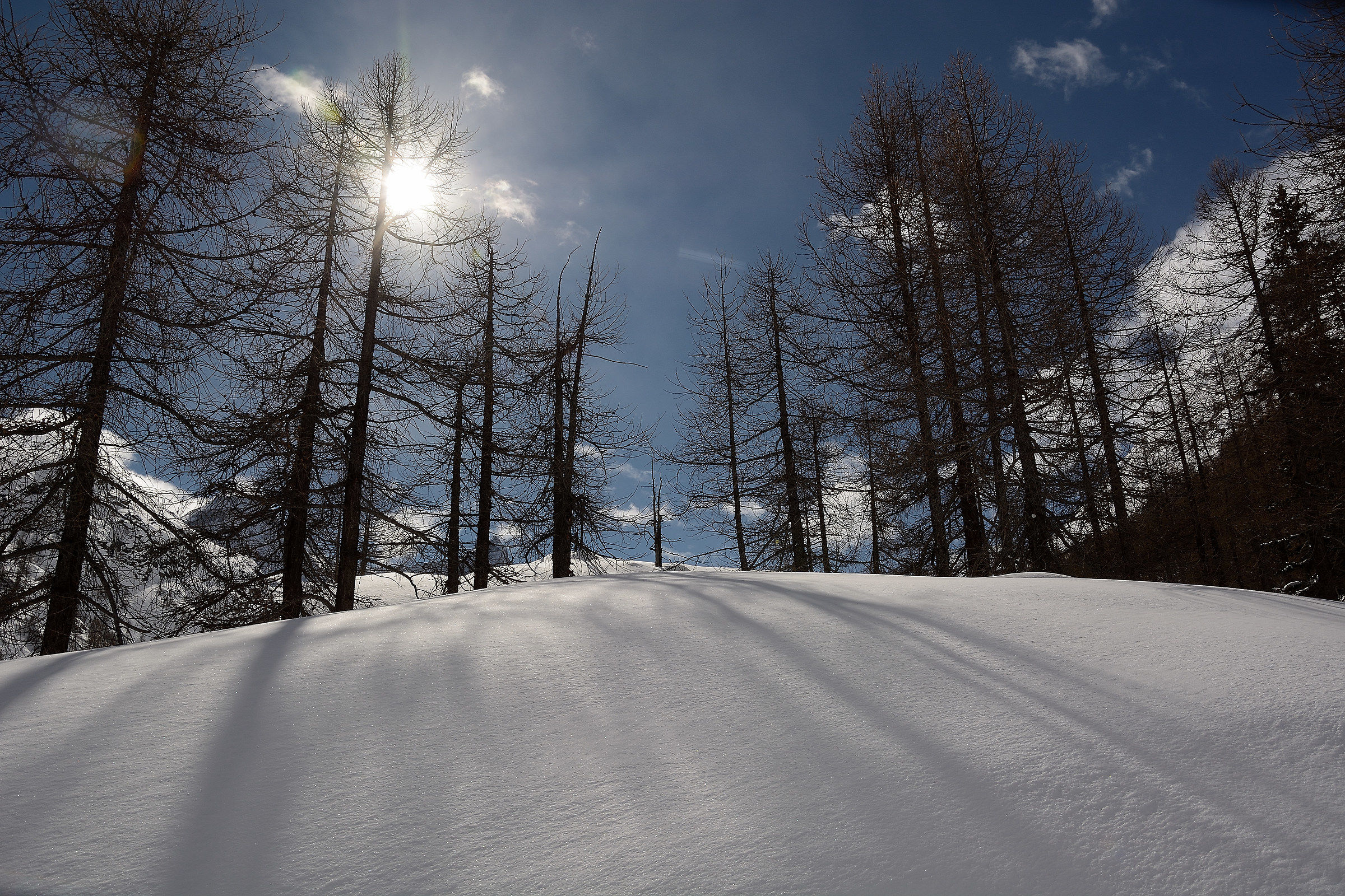 At the end of the wood ..