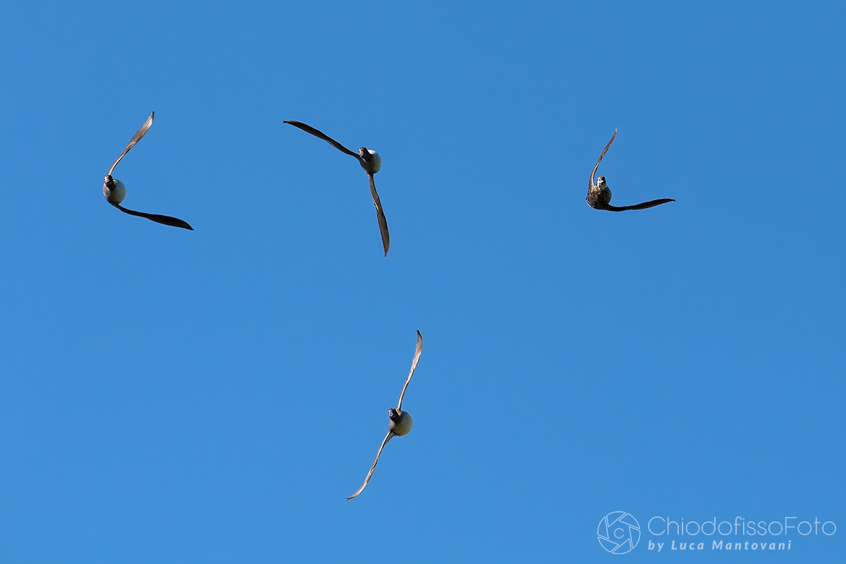 Le incredibili, velocissime alzavole.