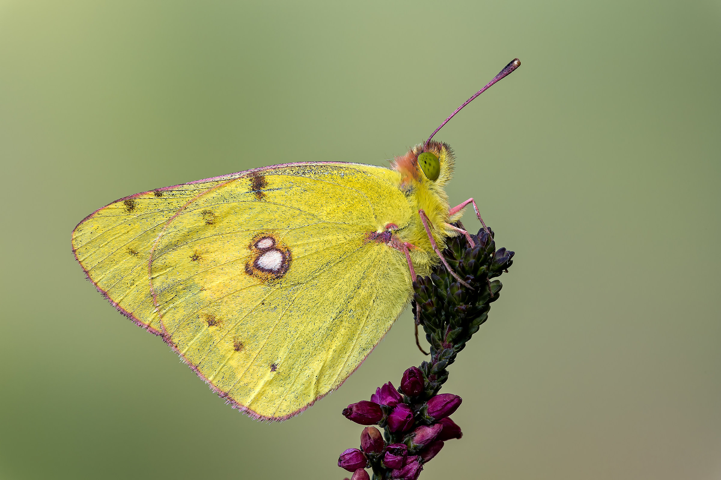 Colias