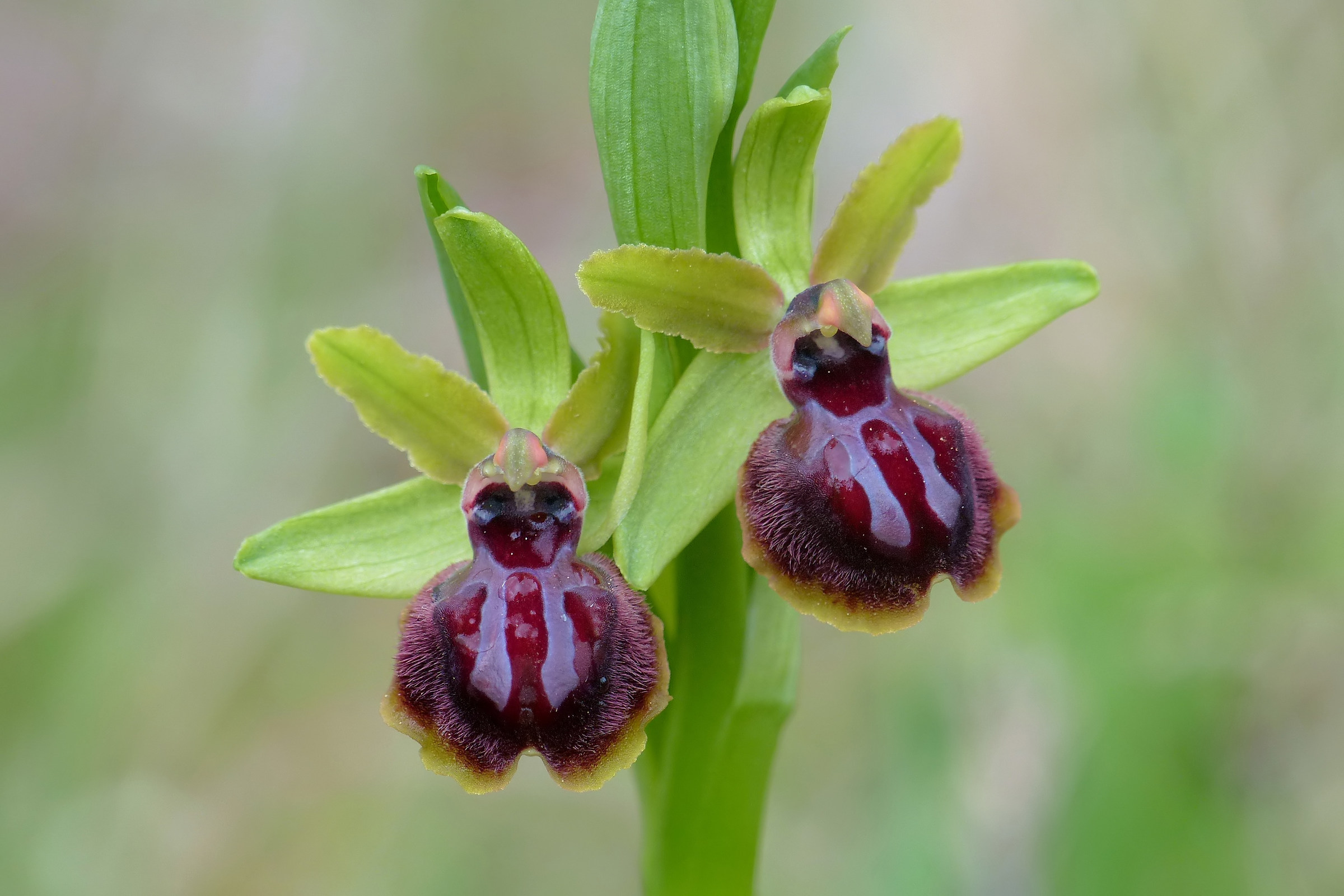 Ophrys garganica
