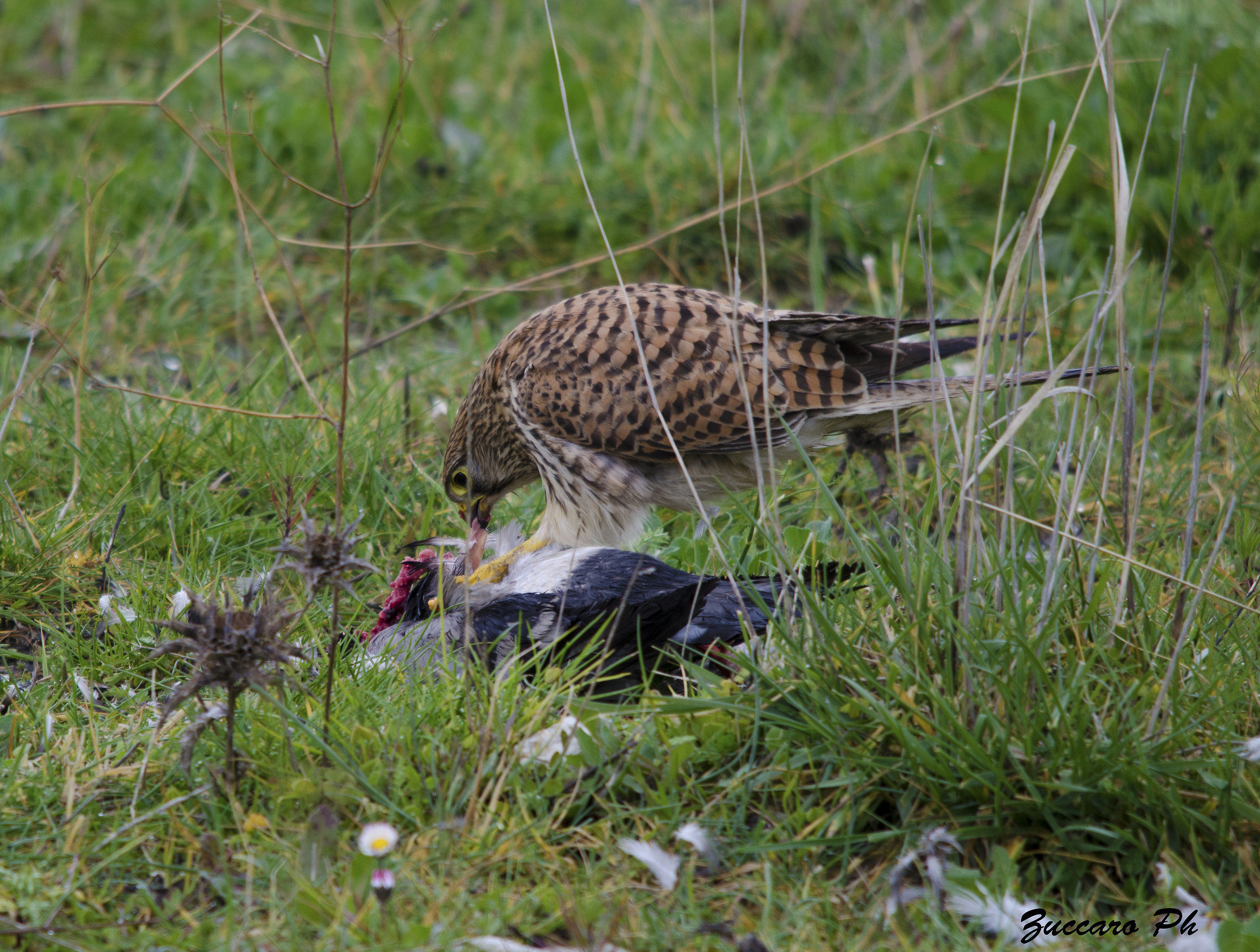 2 gheppio con preda nikon 5100 sigma 150 500 5.6.3