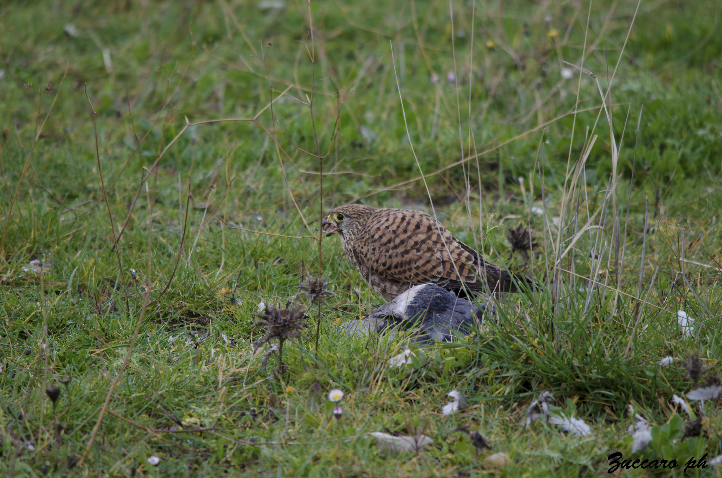 3 gheppio con preda nikon 5100 sigma 150 500 5.6.3