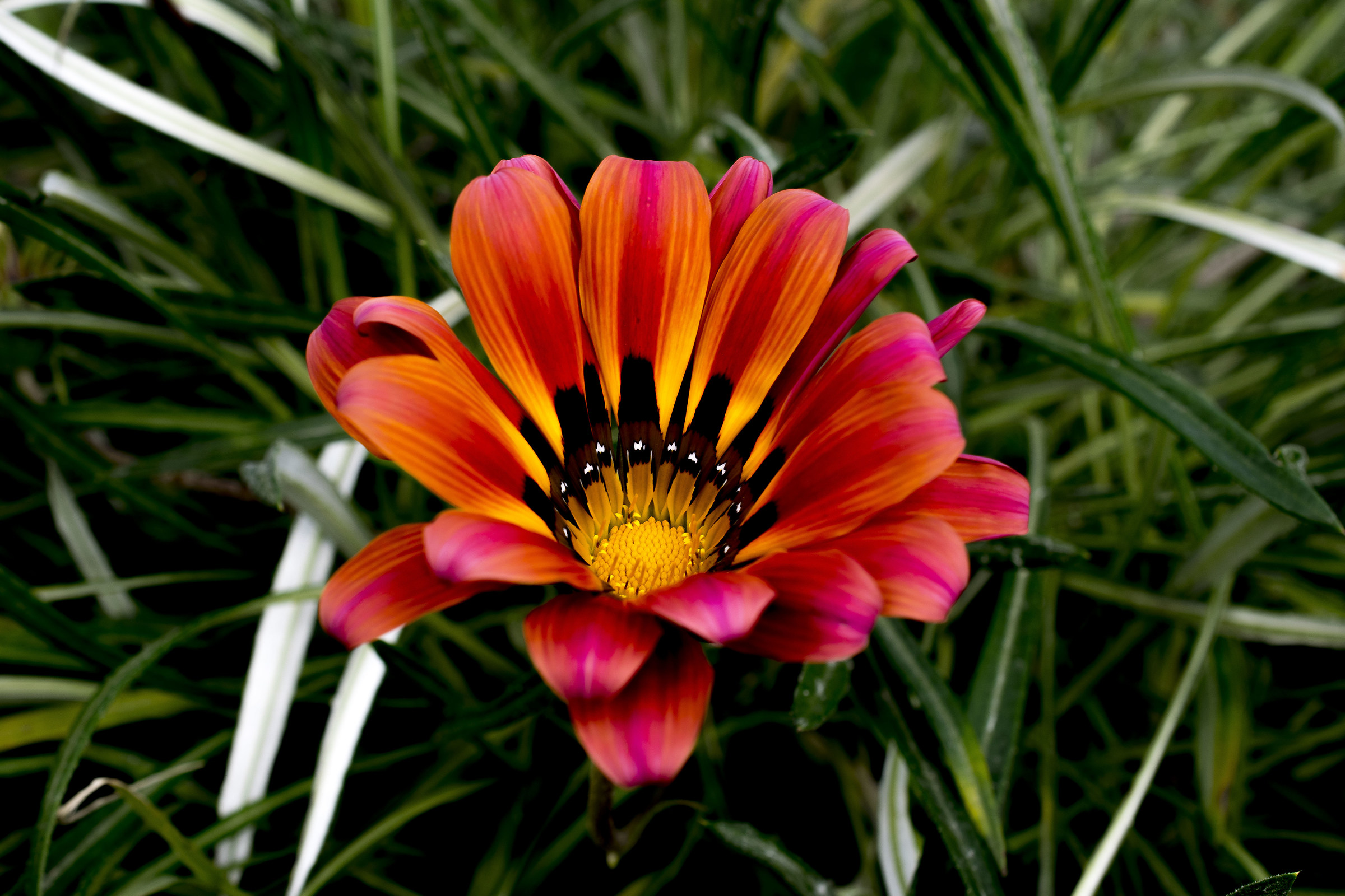 Welcome back spring!