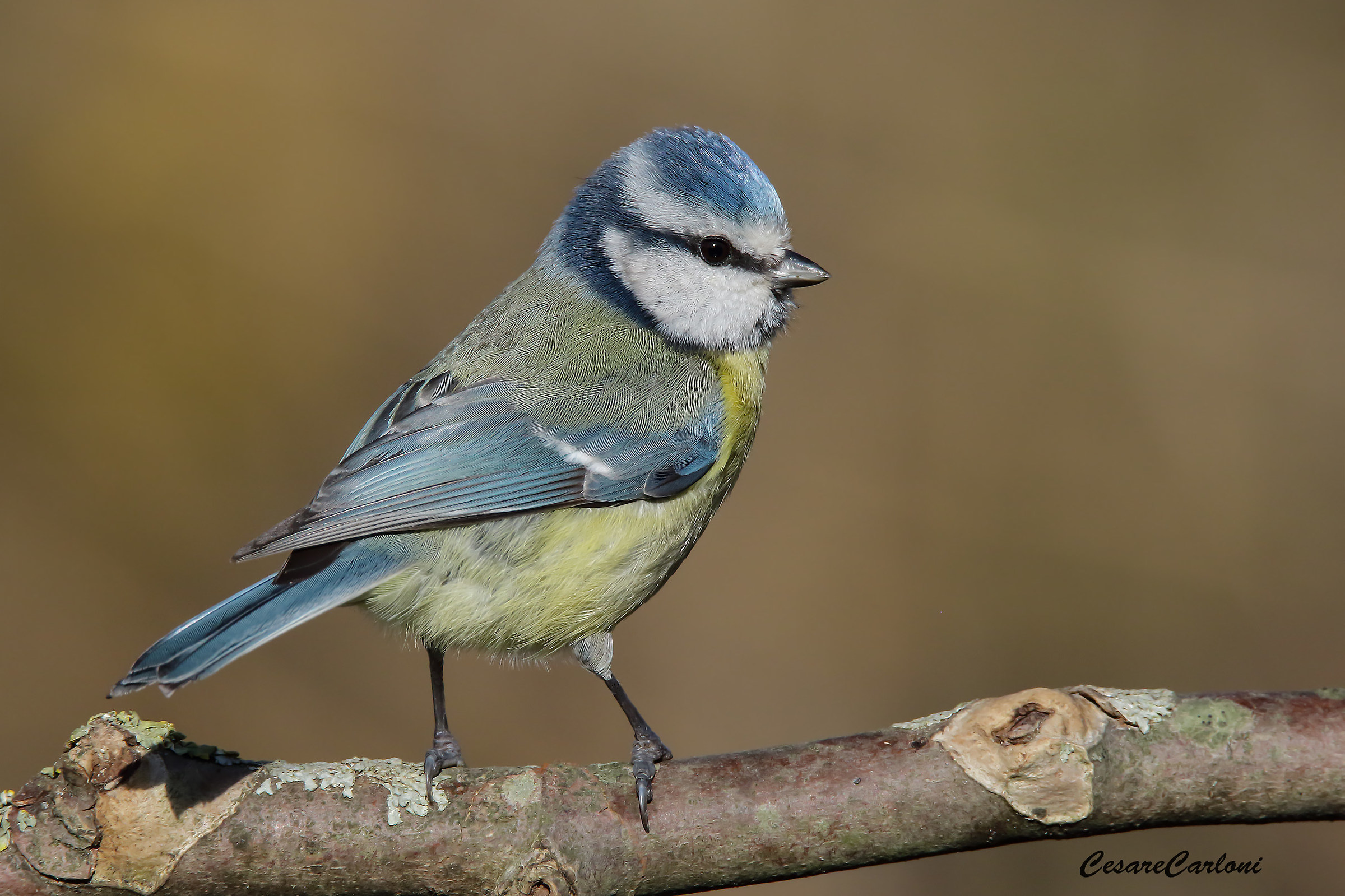 Cinciarella (parus coeruleus)
