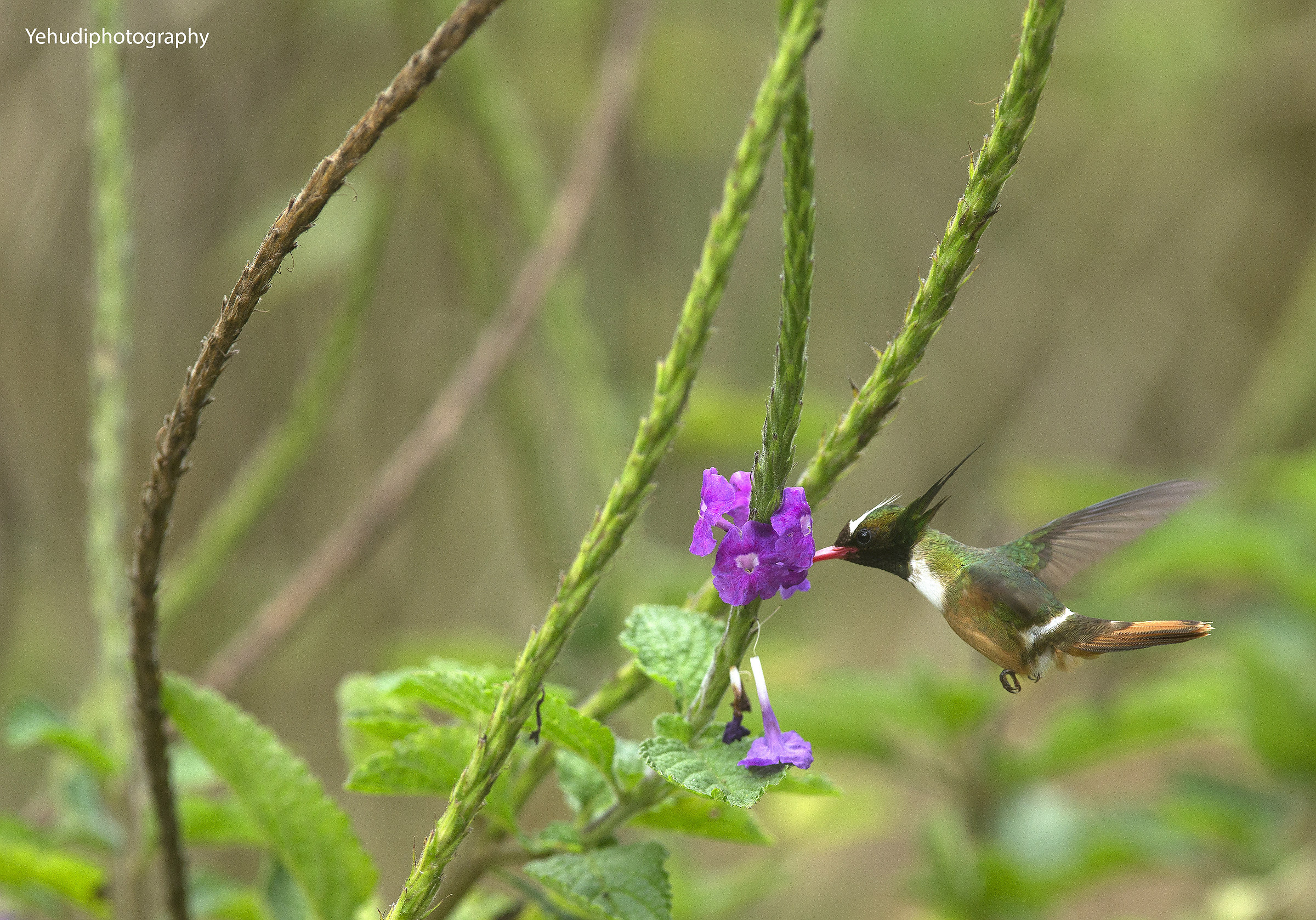 White Crested Coquette