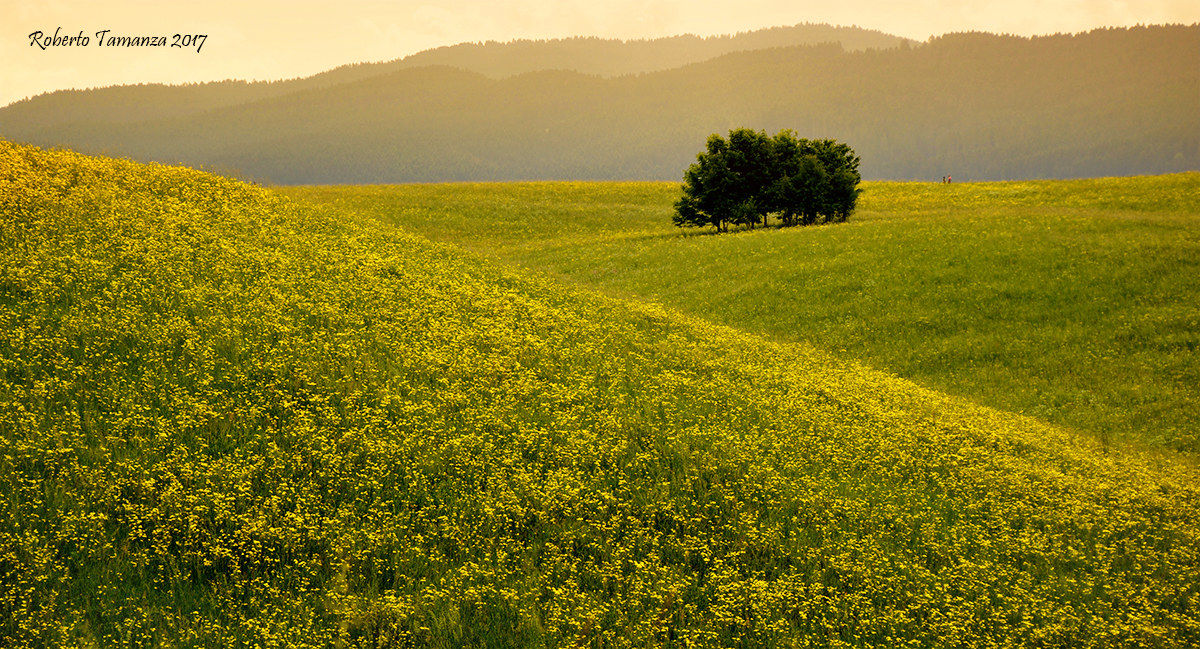 Flowering on the Altipiano