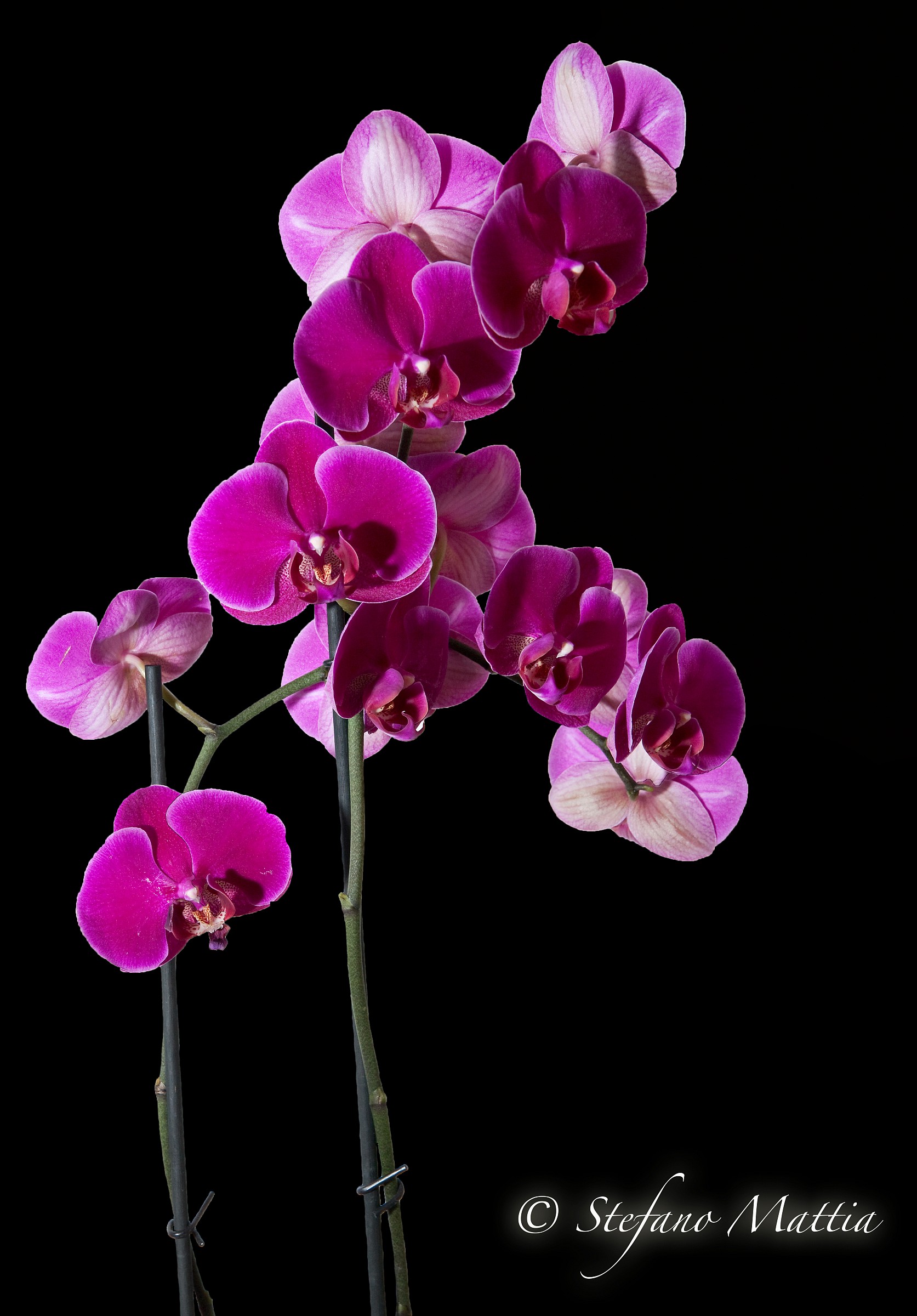 Orchid