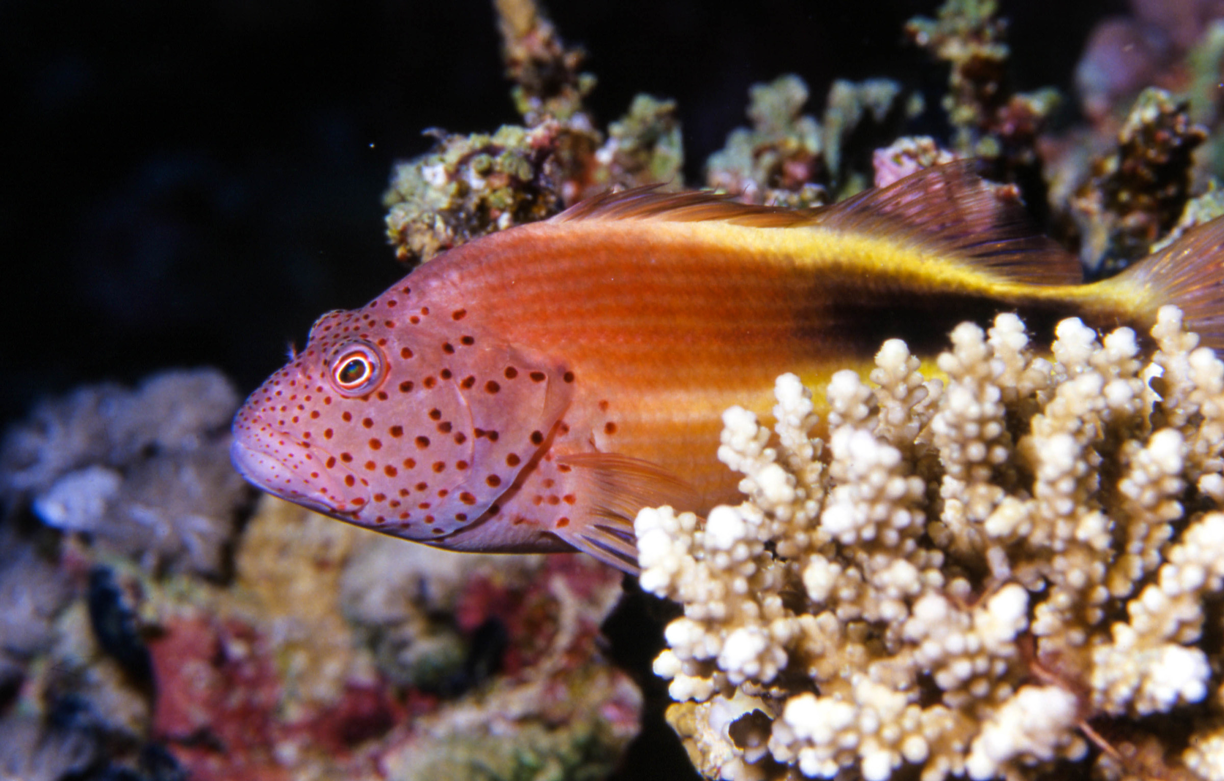 Falco fish from Forrest