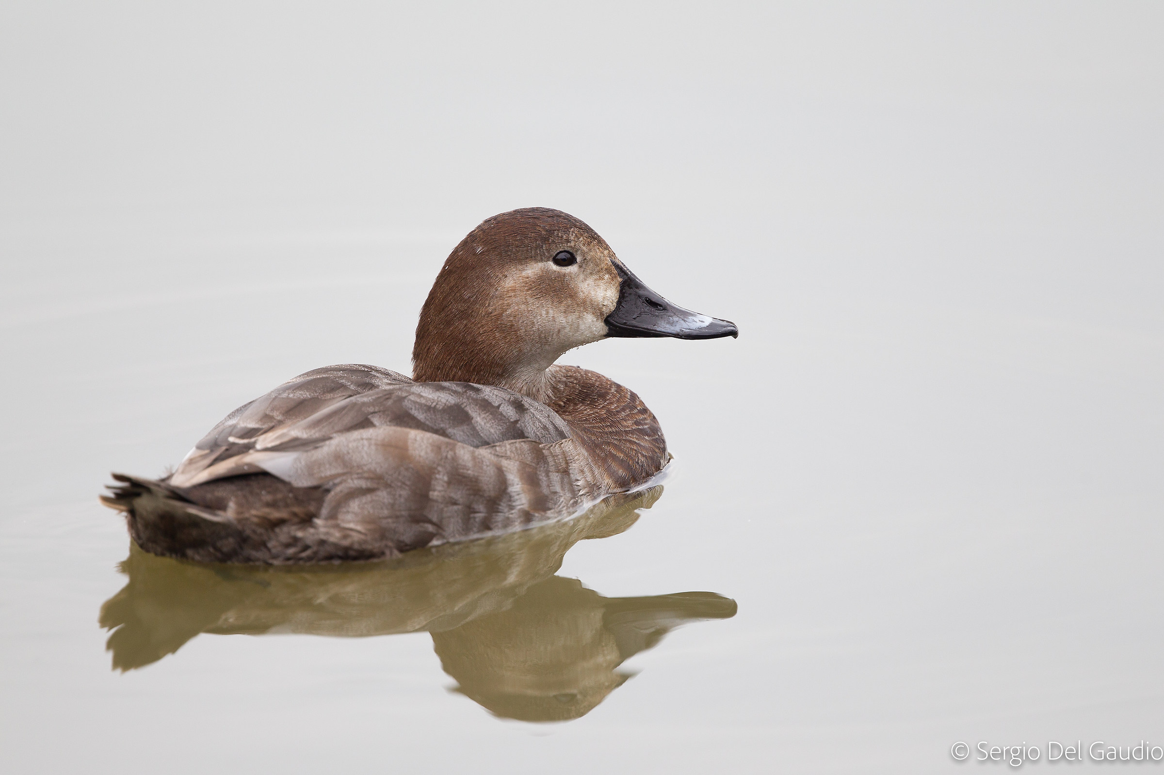Female pochard