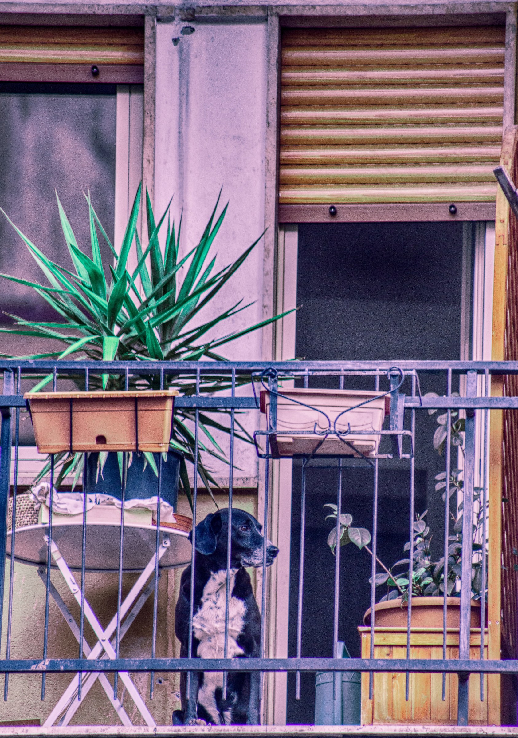 il signore del balcone