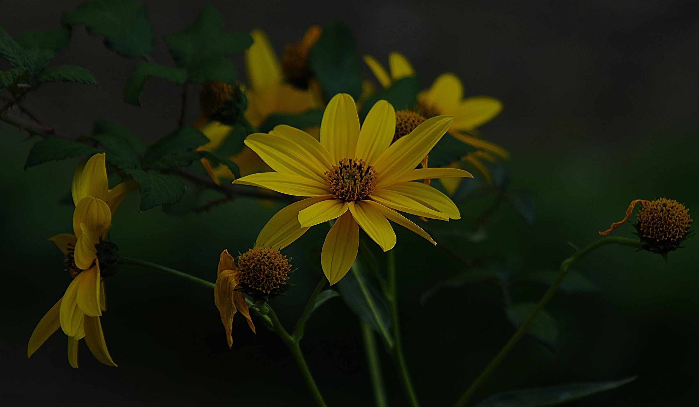 Helianthus tuberosus (Elianto)