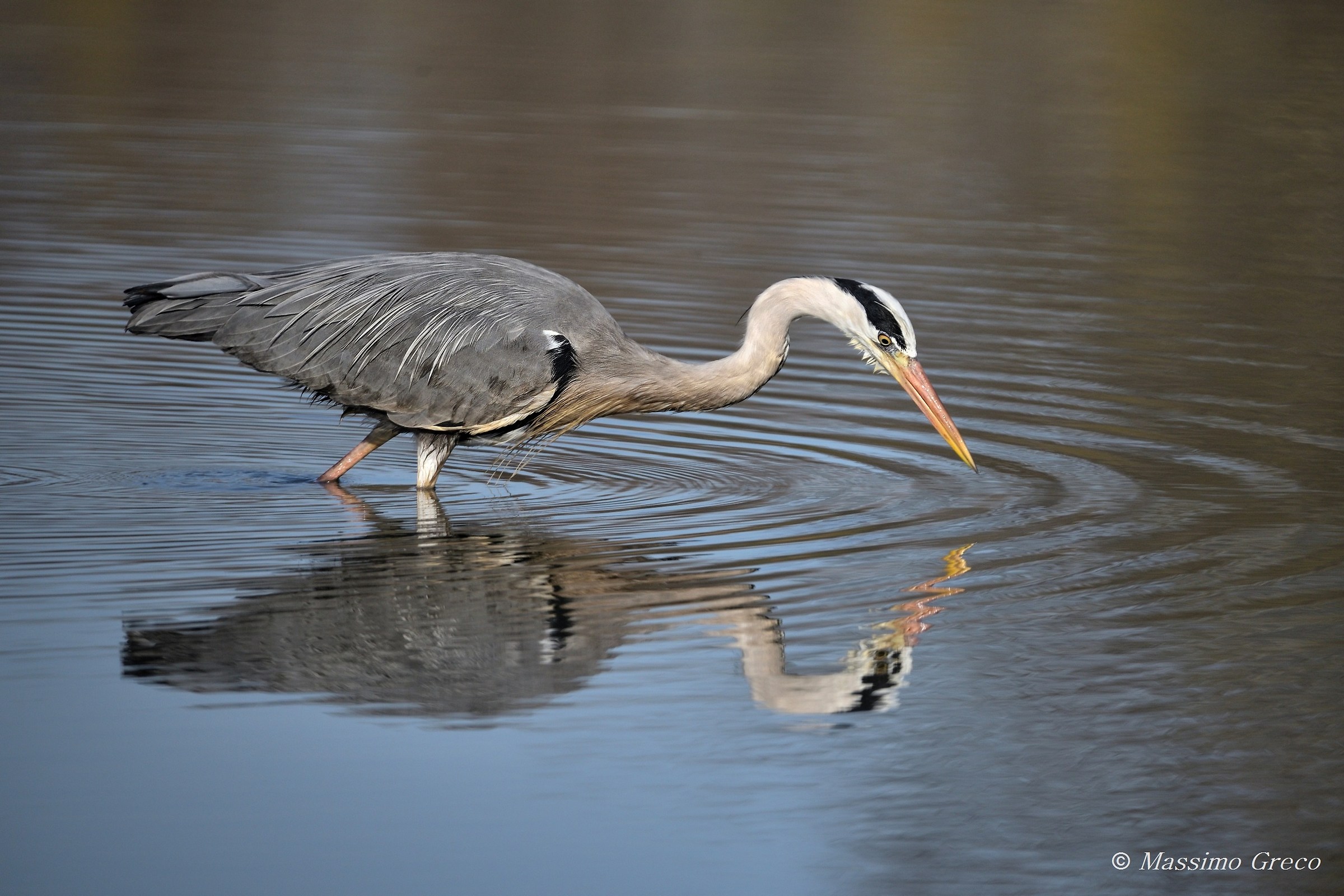 Gray heron in the mirror