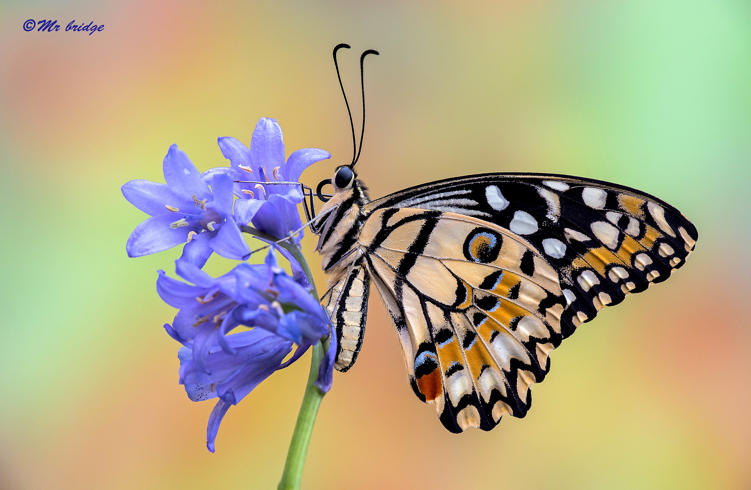 l'antagonista del re!il papilio demoleus