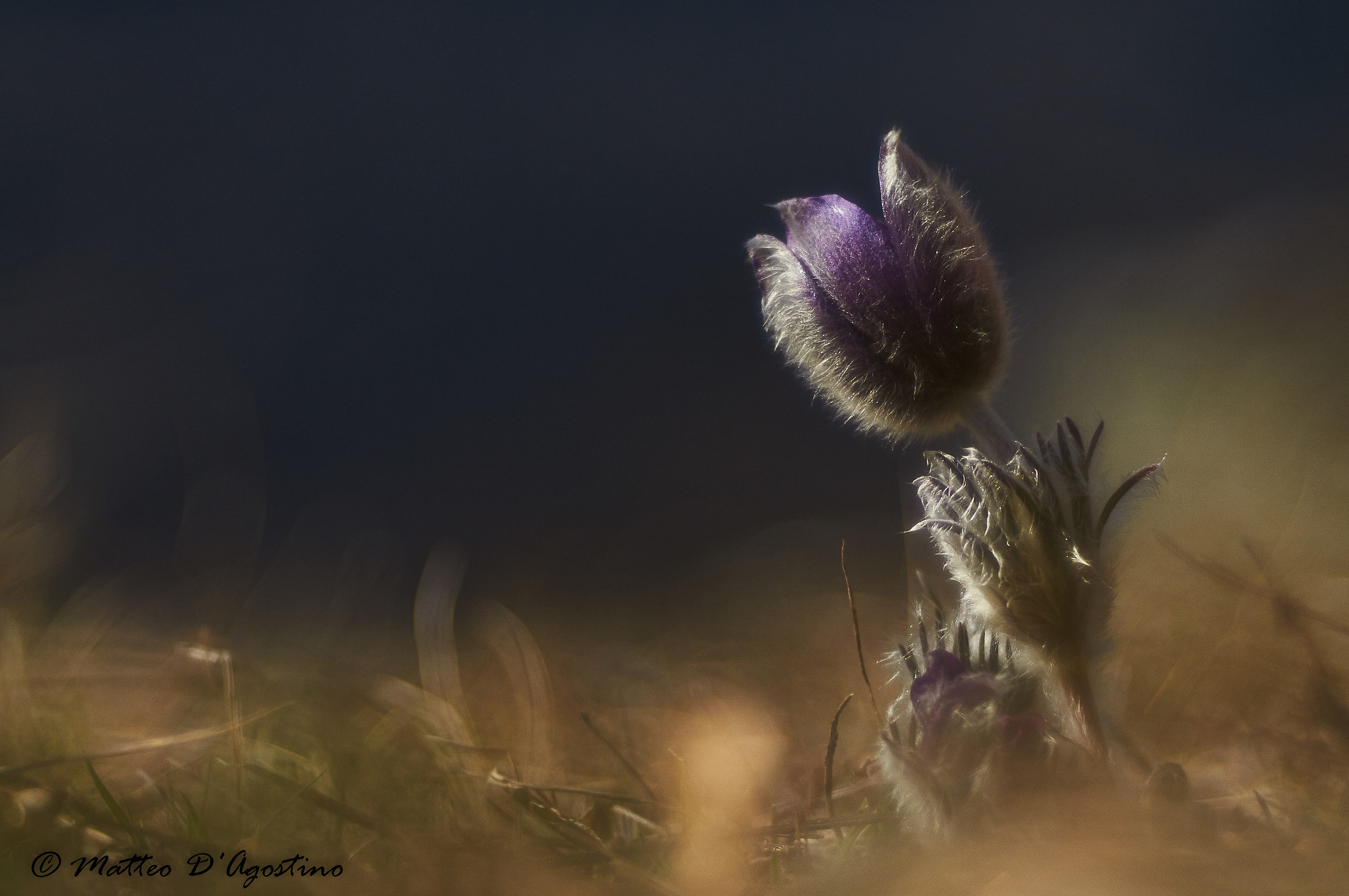 Finalmente... Pulsatilla montana
