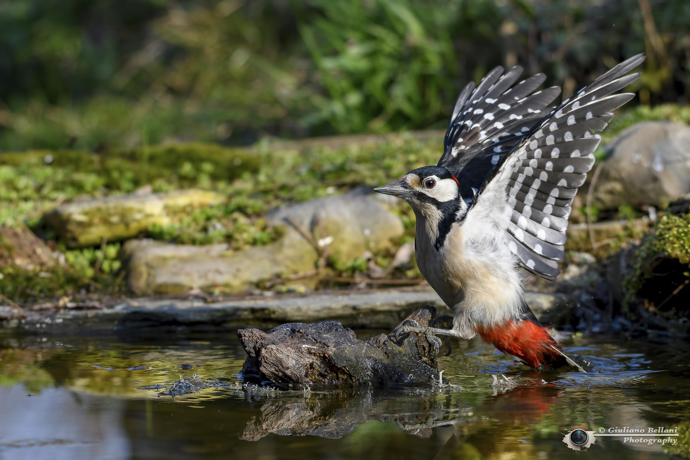 Picchio Rosso Maggiore