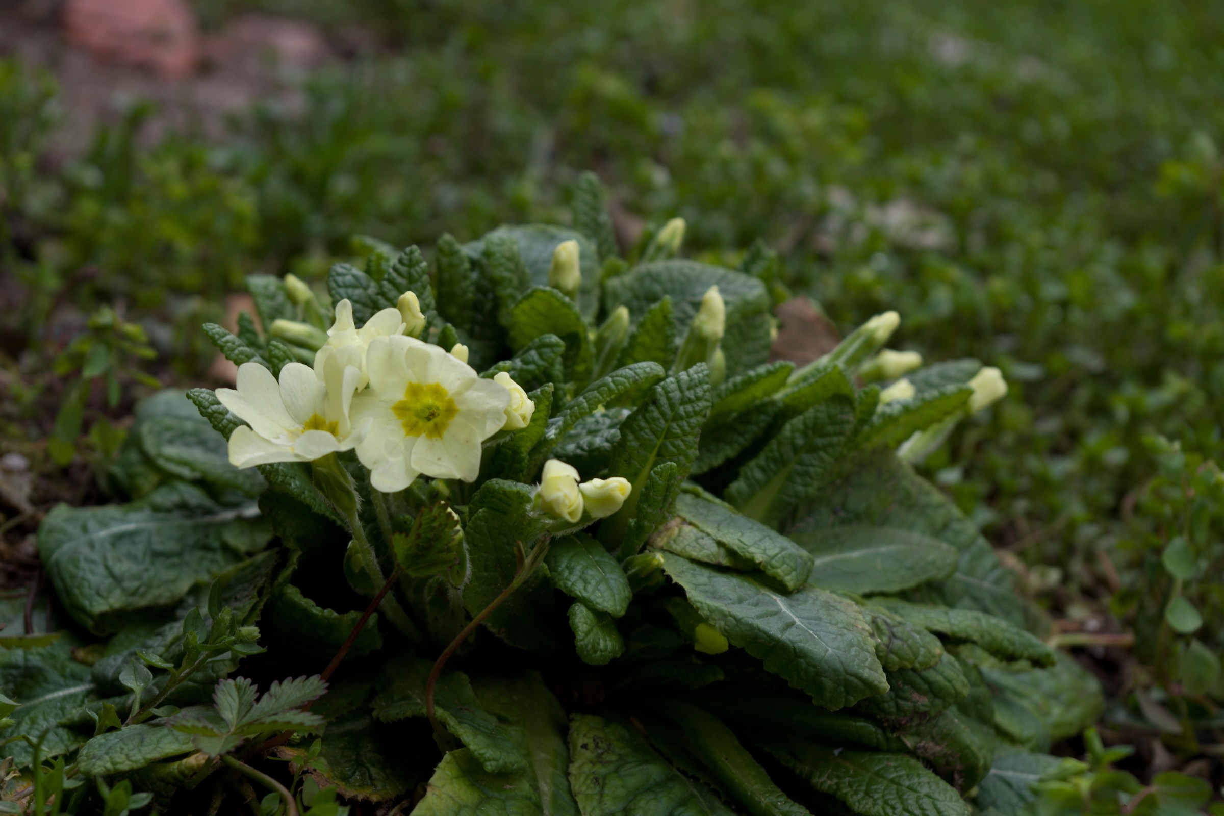 Una primula non fa primavera